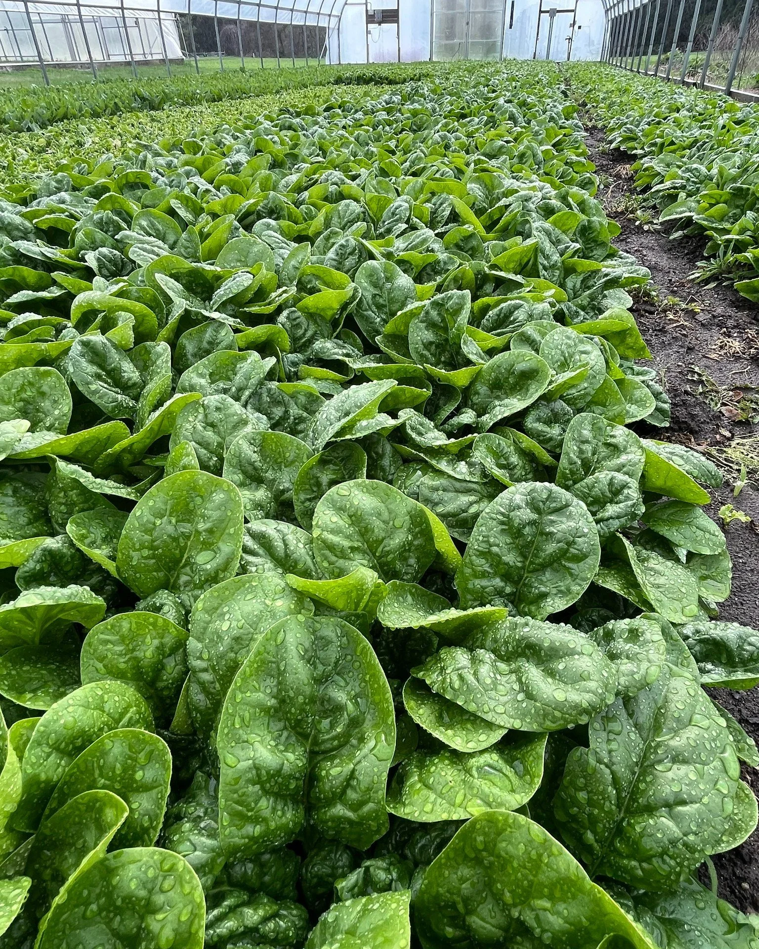 Beautiful crop of spring spinach growing in the hoophouse 🙌🌱

#organicveggies #spinach #locavore