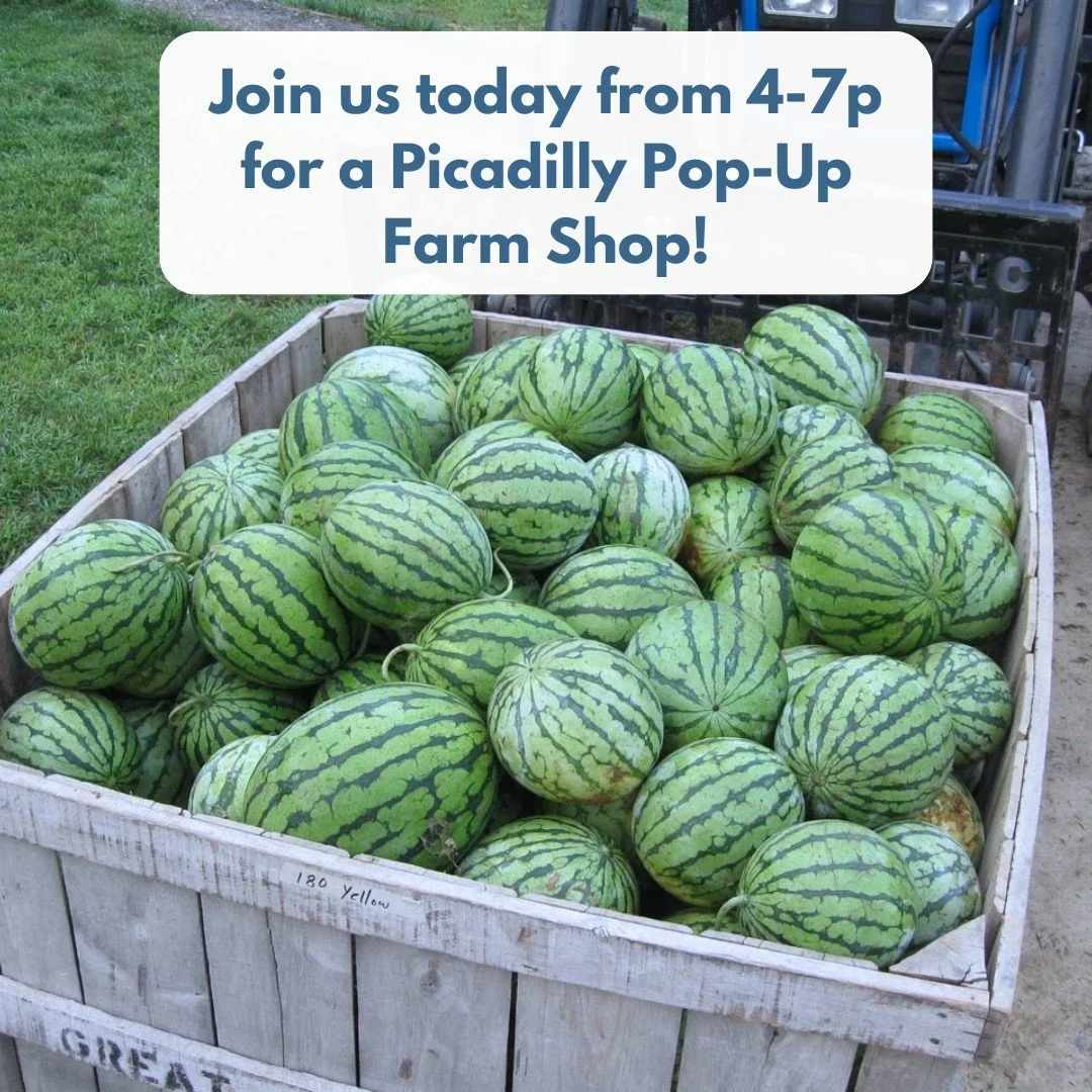 POP-UP SHOP AT THE FARM TODAY! 
4-7PM
 
It's high summer, and let's eat like it! Come on by the farm for a Pop-Up shop full of summer deliciousness. We would love to see you!

We will have: red and yellow watermelons, cantaloupes, fresh onions and cu