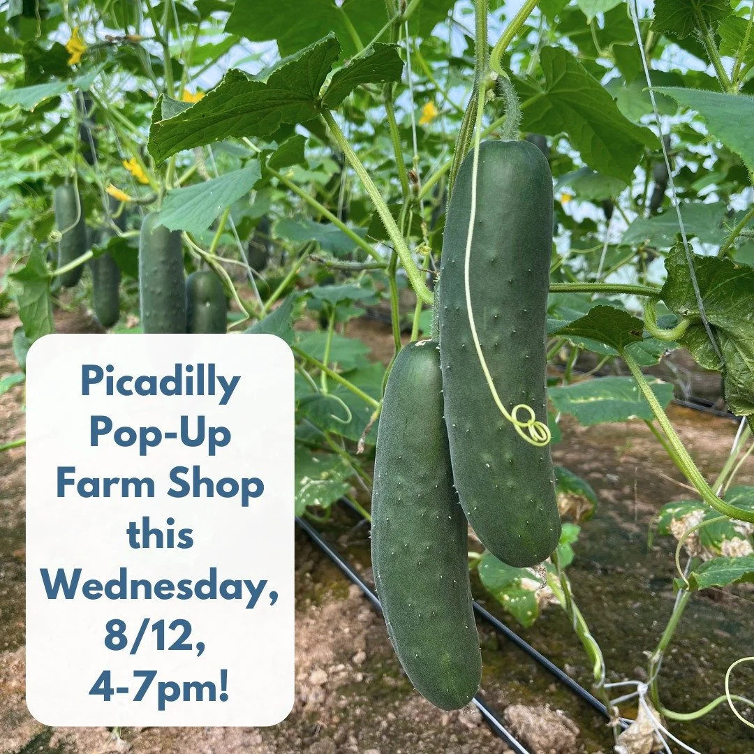 POP-UP SHOP AT THE FARM
THIS WEDNESDAY, AUGUST 12, 4-7PM
 
It's high summer, and let's eat like it! Come on by the farm for a Pop-Up shop full of summer deliciousness. We would love to see you!

We will have: red and yellow watermelons, cantaloupes, 