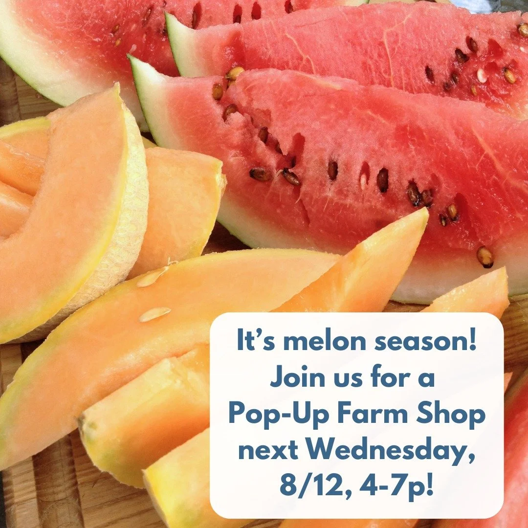 POP-UP SHOP AT THE FARM
NEXT WEDNESDAY, AUGUST 12, 4-7PM
 
It's high summer, and let's eat like it! Come on by the farm for a Pop-Up shop full of summer deliciousness. We would love to see you!

We will have: red and yellow watermelons, cantaloupes, 