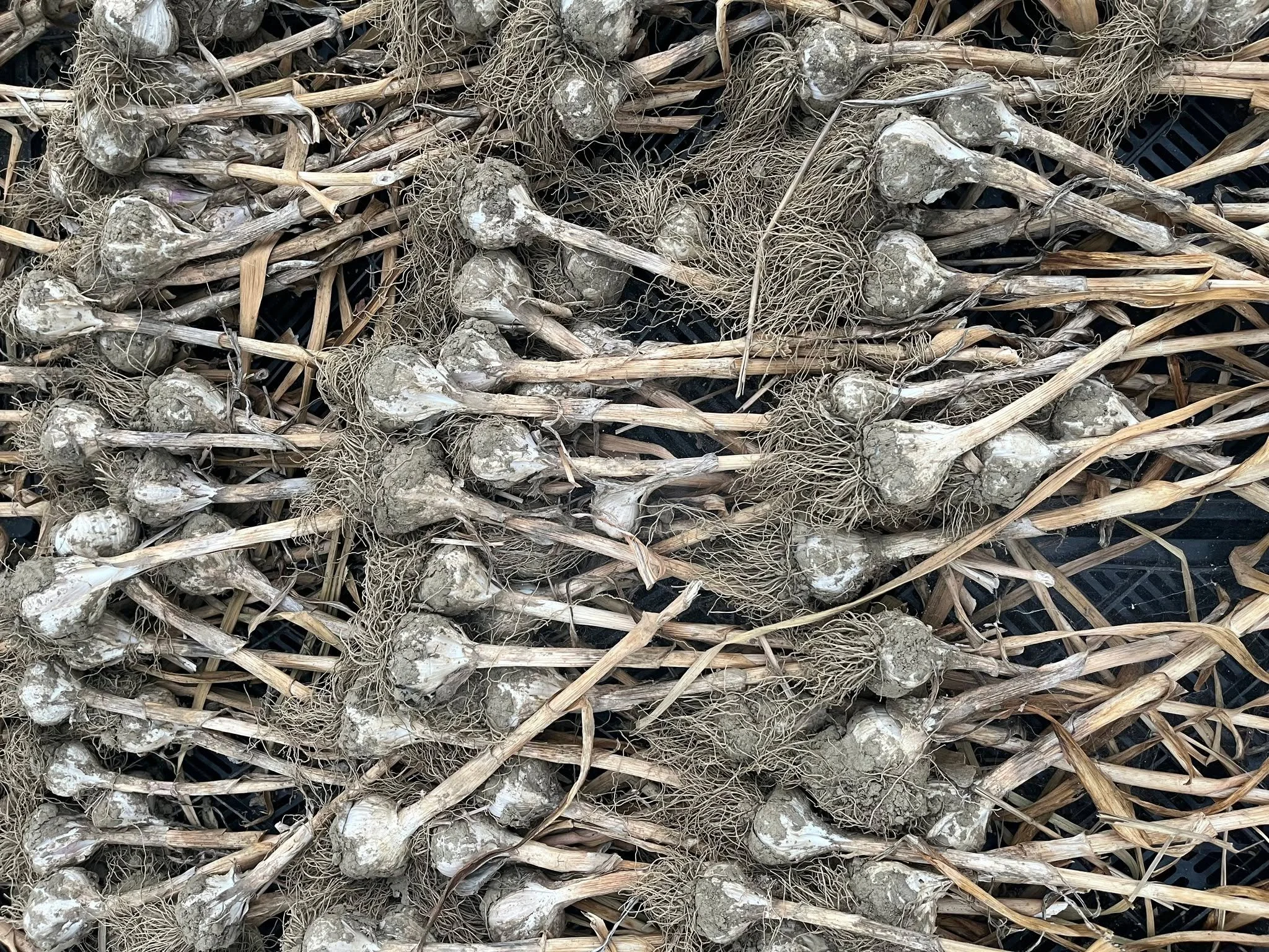 Garlic drying in the greenhouse 🧄🧄🧄

Stay tuned for details about future on-farm Pop-Up Shops!

#harvest #garlic #locavore