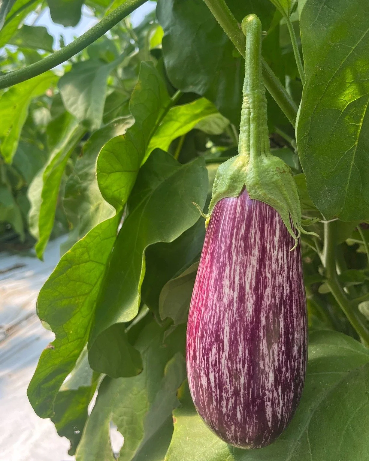 Beautiful eggplants in our high tunnel this summer!

☀☀☀

Stay tuned for info on our next Pop-Up Farm Shop. Our produce is also regularly available at these local spots: 

Monadnock Food Coop, Keene
Greenfield's Market, MA
Brattleboro Food Coop
Green