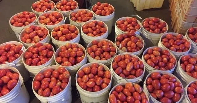 BULK ROMA TOMATOES AVAILABLE NOW
 
- Self-Serve during daylight hours at the farm
- Now through Monday Sept 7 (Labor Day)
- Pre-packed boxes, 20 pounds, $39/box*
- Venmo, cash or check only (no credit cards or EBT)

Come on by! 

*If you'd like more 
