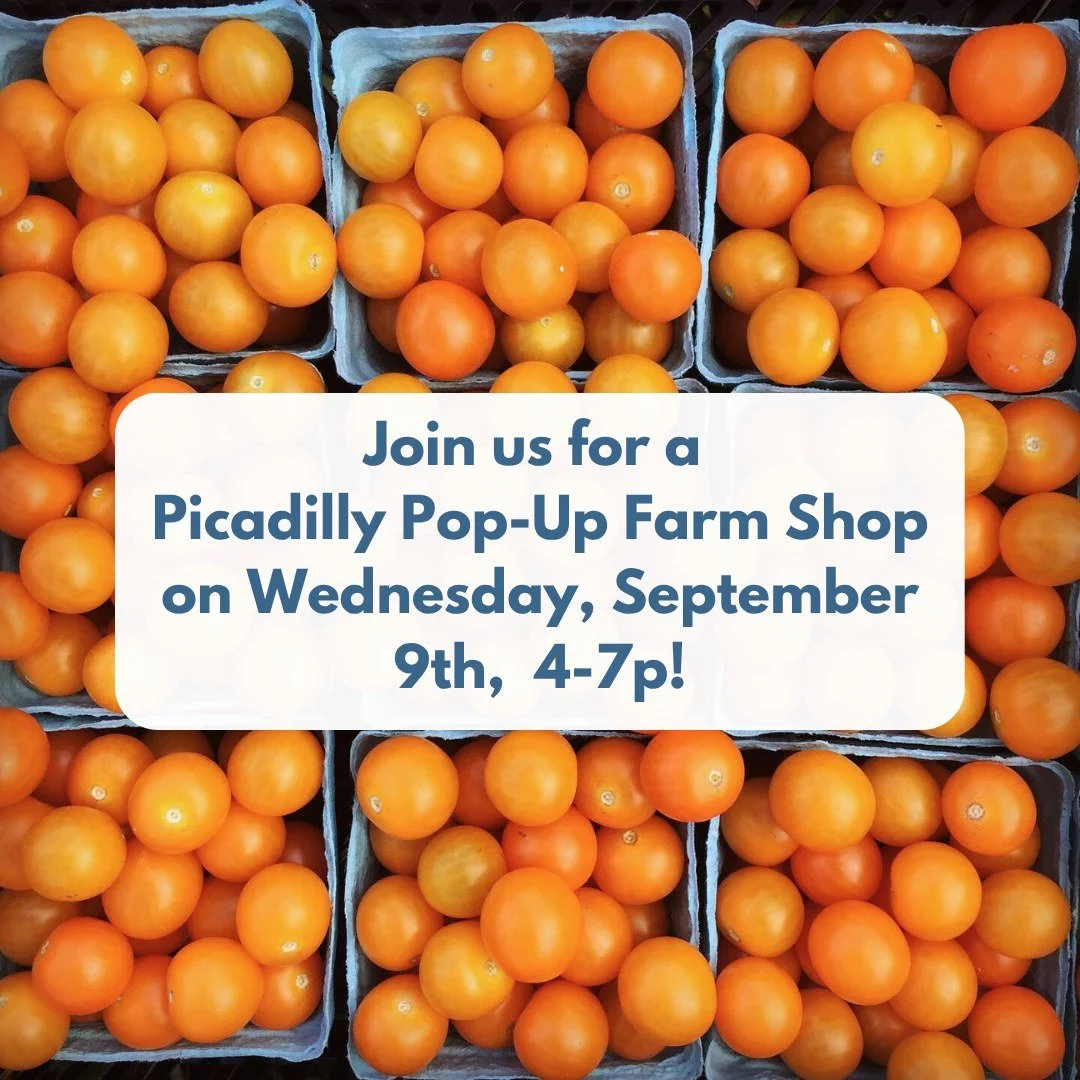 POP-UP SHOP AT THE FARM
WEDNESDAY, SEPTEMBER 9TH, 4-7PM
🍅🥕🧄🍆🥬🌶️🫑🧅🥔🫜

The late summer harvest is colorful and delicious! Come over the Pop-Up Shop to pick up a little or a lot!

We will have: Sweet and chili peppers, paste tomatoes, cantalou