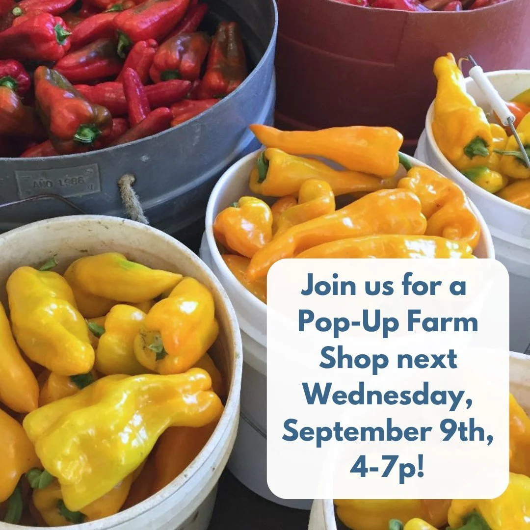 POP-UP SHOP AT THE FARM
NEXT WEDNESDAY, SEPTEMBER 9TH, 4-7PM
🍅🥕🧄🍆🥬🌶️🫑🧅🥔🫜

The late summer harvest is colorful and delicious! Come over the Pop-Up Shop to pick up a little or a lot!

We will have: Sweet and chili peppers, paste tomatoes, can