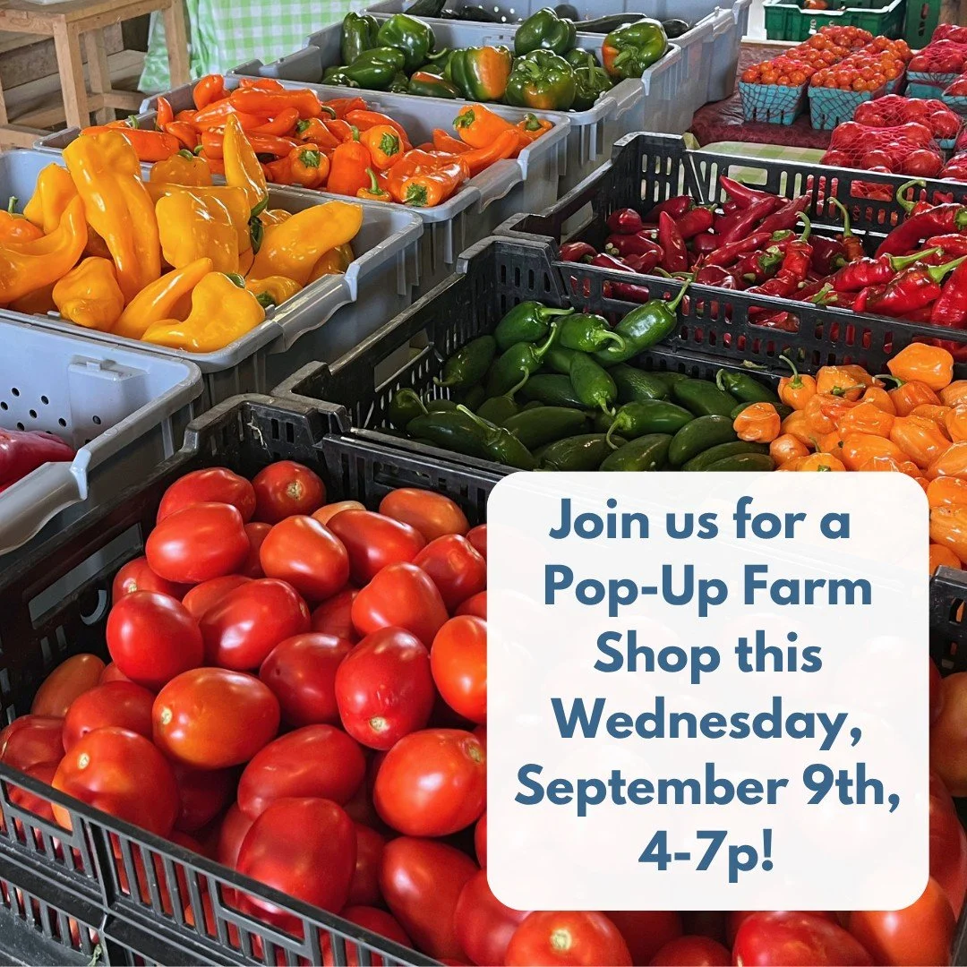 POP-UP SHOP AT THE FARM
WEDNESDAY, SEPTEMBER 9TH, 4-7PM
🍅🥕🧄🍆🥬🌶️🫑🧅🥔🫜

The late summer harvest is colorful and delicious! Come over the Pop-Up Shop to pick up a little or a lot!

We will have: Sweet and chili peppers, paste tomatoes, cantalou