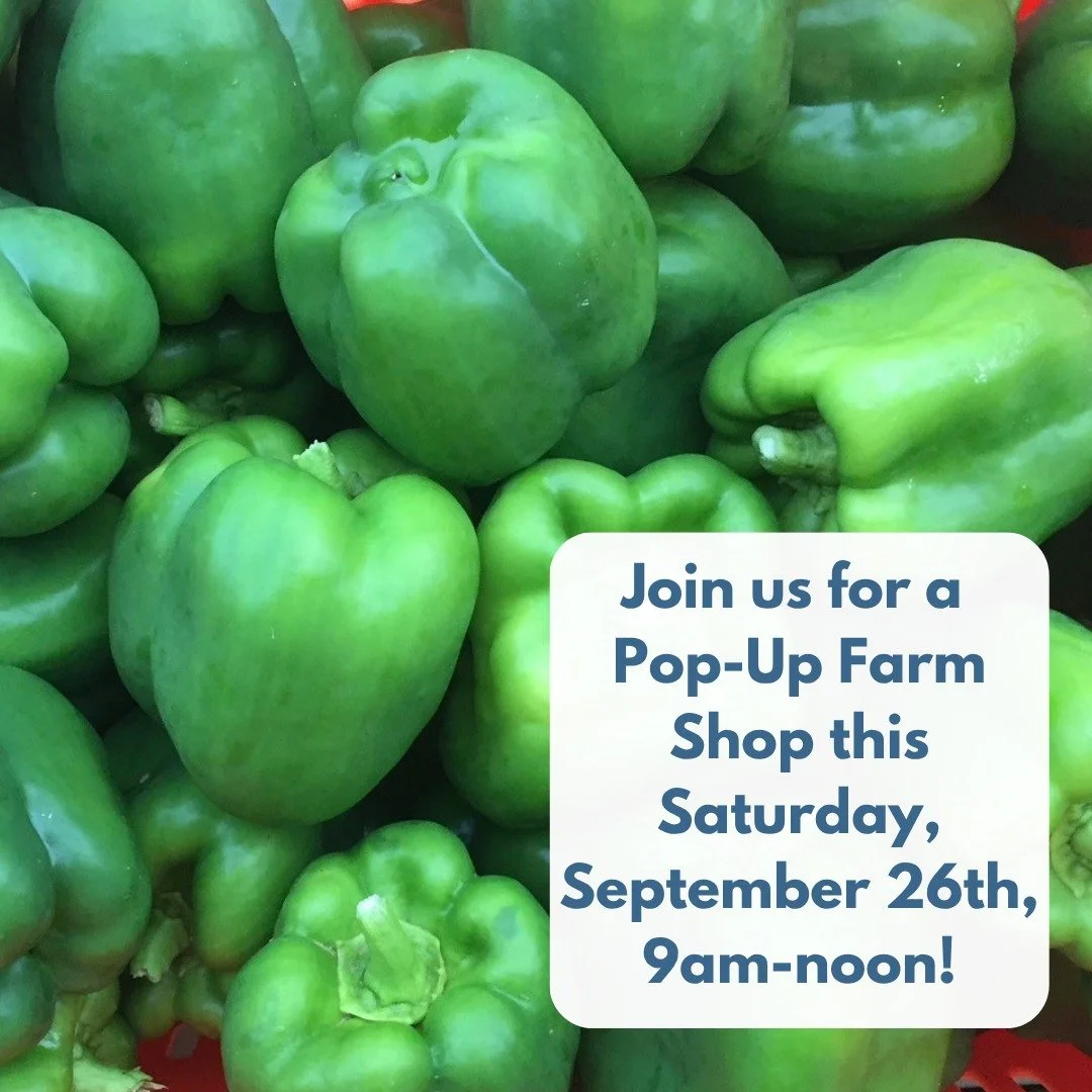 POP-UP SHOP AT THE FARM
THIS SATURDAY, SEPTEMBER 26TH, 9AM-NOON

🧅🥬🍅🧄🥕🫜🥒🥔

The early fall harvest is rolling in!
Come over the Pop-Up Shop to pick up a little or a lot! 
 
We will have: Sweet and chili peppers, spinach, onions and garlic, pot