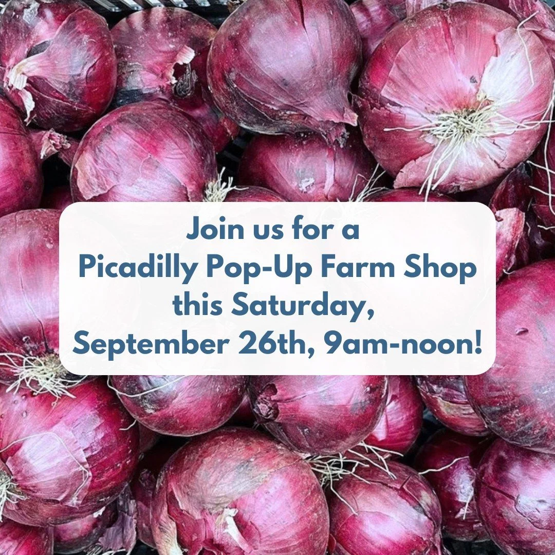 POP-UP SHOP AT THE FARM
THIS SATURDAY, SEPTEMBER 26TH, 9AM-NOON

🧅🥬🍅🧄🥕🫜🥒🥔

The early fall harvest is rolling in!
Come over the Pop-Up Shop to pick up a little or a lot! 
 
We will have: Sweet and chili peppers, spinach, onions and garlic, pot