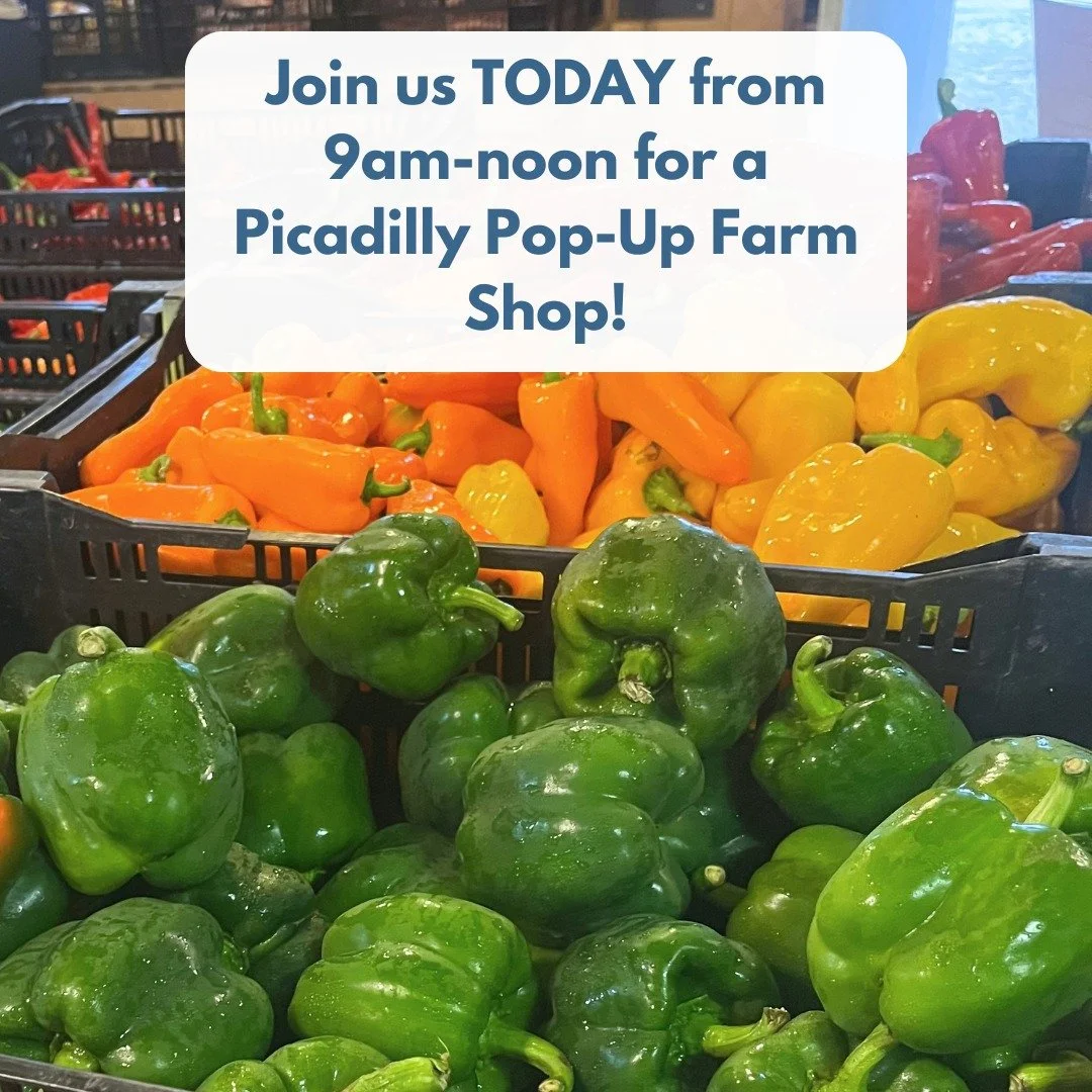 TODAY! 
POP-UP SHOP AT THE FARM
SATURDAY, SEPTEMBER 26TH, 9AM-NOON

🧅🥬🍅🧄🥕🫜🥒🥔

The early fall harvest is rolling in!
Come over the Pop-Up Shop to pick up a little or a lot! 
 
We will have: Sweet and chili peppers, spinach, onions and garlic, 