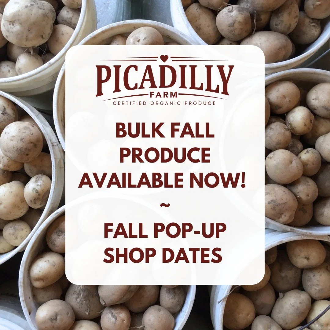 BULK FALL PRODUCE &amp; FALL POP-UP SHOP DATES:
🥔🫑🌶🥬🧄🍅🥬🥕🧅🍠

Roma tomatoes, self serve boxes still available, no pre-order required, just come by. All other bulk, pre-order bymessaging the farm at www.picadilyfarm.om/contact-us with at least