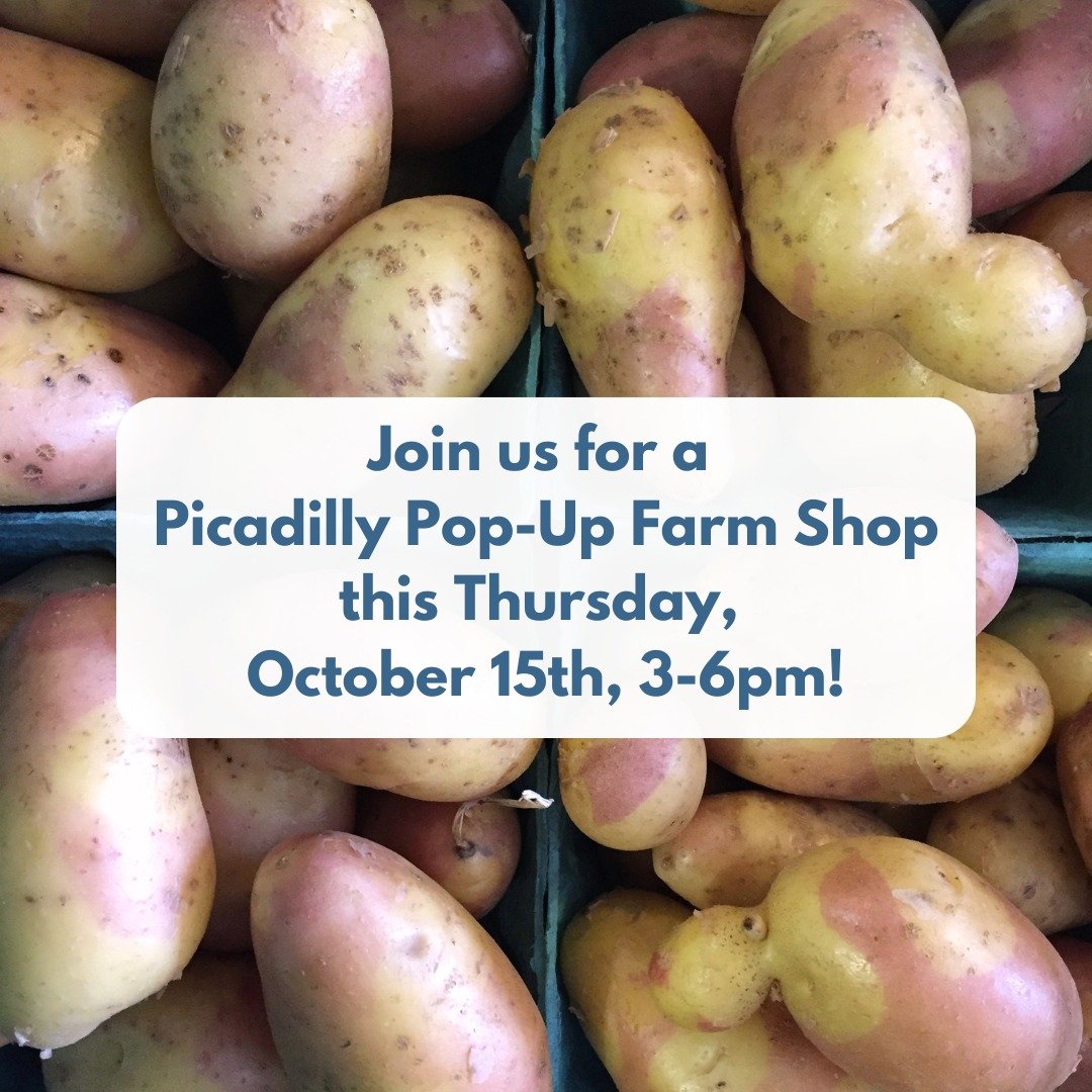 POP-UP SHOP AT THE FARM
THIS THURSDAY, OCTOBER 15TH, 3-6PM

🍠🫜🥔🧅🧄🥕🫑🥬🌶️

The fall harvest is rolling in!
Come on over to the Pop-Up Shop to pick up a little or a lot! 

We will have: Sweet potatoes, parsnips, sweet and chili peppers, spinach 