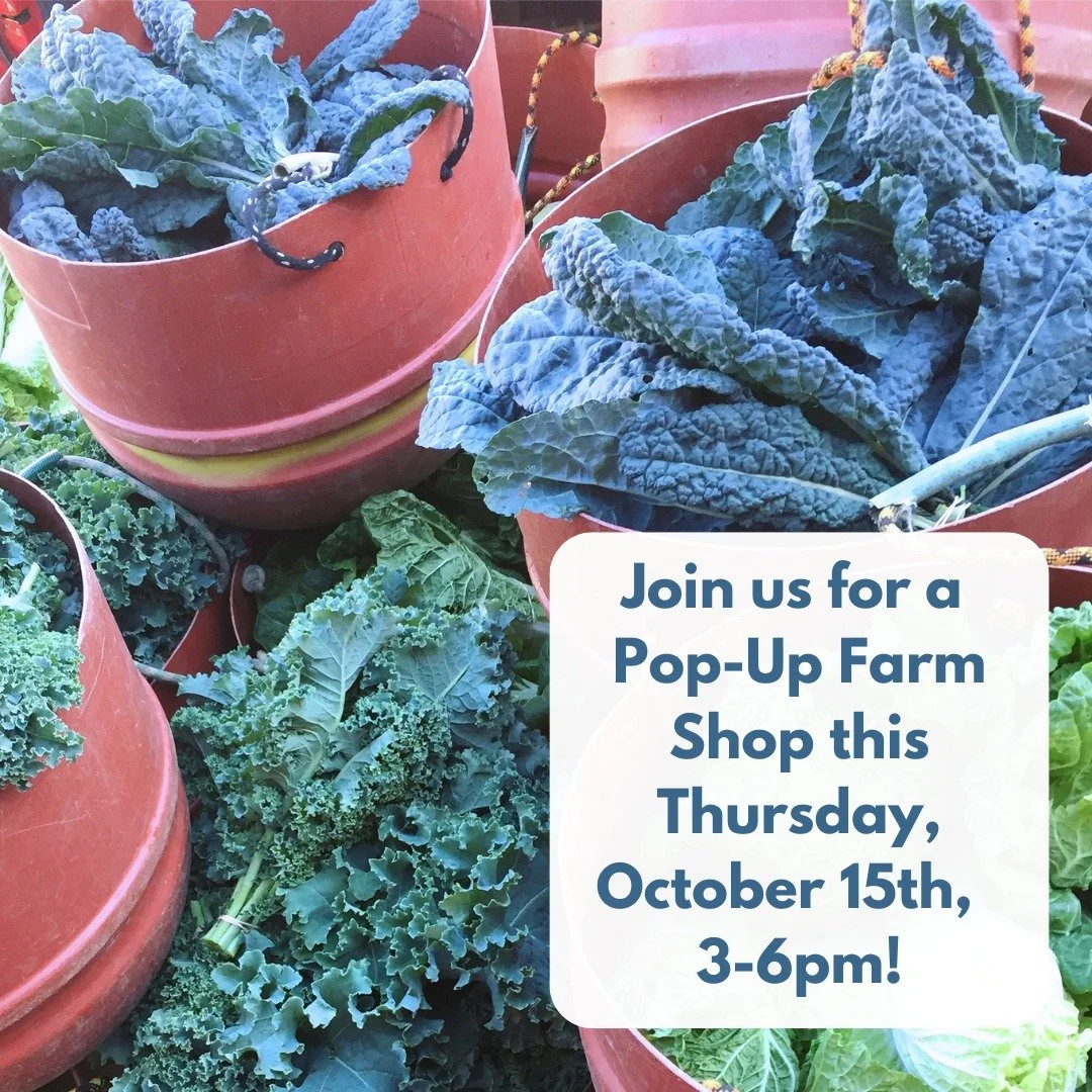 POP-UP SHOP AT THE FARM
TOMORROW, THURSDAY, OCTOBER 15TH, 3-6PM

🍠🫜🥔🧅🧄🥕🫑🥬🌶️

The fall harvest is rolling in!
Come on over to the Pop-Up Shop to pick up a little or a lot! 
 
We will have: Sweet potatoes, parsnips, sweet and chili peppers, sp