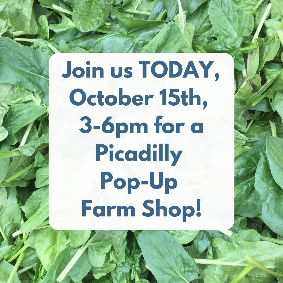 POP-UP SHOP AT THE FARM TODAY!
THURSDAY, OCTOBER 15TH, 3-6PM

🍠🫜🥔🧅🧄🥕🫑🥬🌶️

The fall harvest is rolling in!
Come on over to the Pop-Up Shop to pick up a little or a lot! 
 
We will have: Sweet potatoes, parsnips, sweet and chili peppers, spina