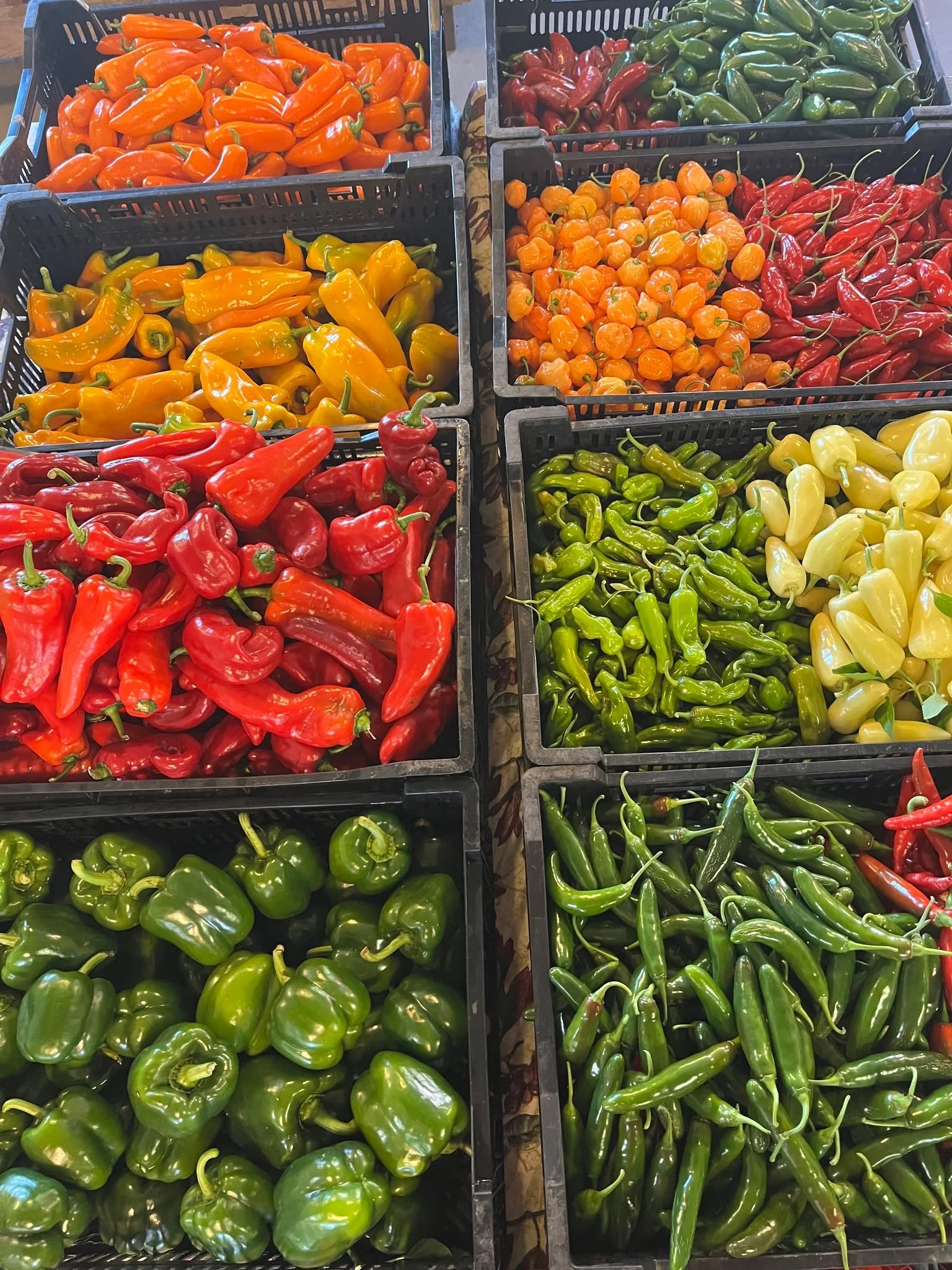The Farm Shop is open now until 6pm today, with plenty of great organic veggies! 

Come on over to stock up! Plenty of hot peppers still to make salsa and hot sauce for the winter months ahead...

🌶️🫑🥔🫜🥕🧄🧅🍅🥬

264 S Parrish Rd, Winchester, NH