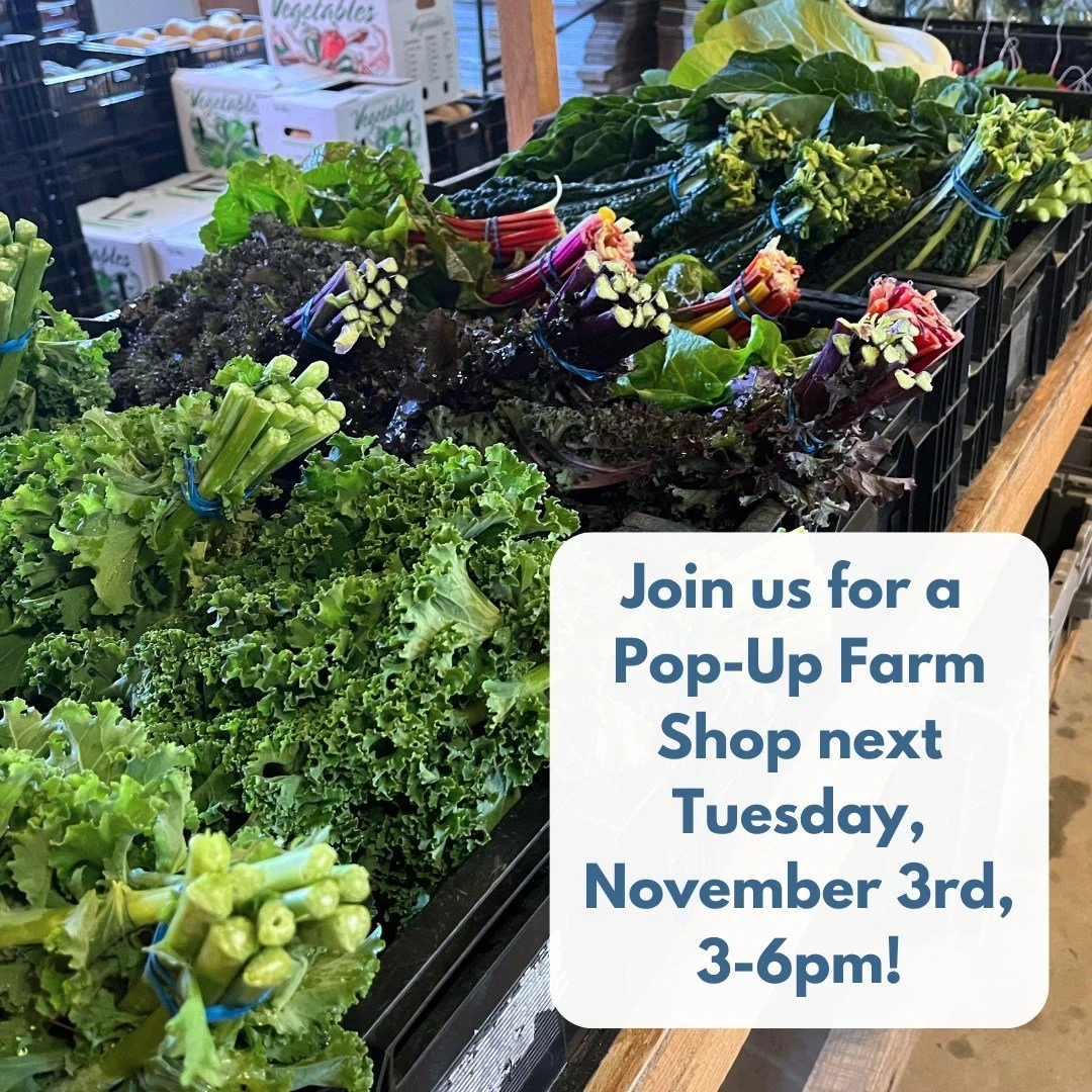 POP-UP SHOP AT THE FARM
TUESDAY, NOVEMBER 3RD, 3-6PM

VOTING DAY! AND VEGGIE DAY!

We will have bulk and regular quantities of many fall veggies: Sweet potatoes, parsnips, carrots and beets, butternuts, onions and garlic, potatoes, kale and collards,