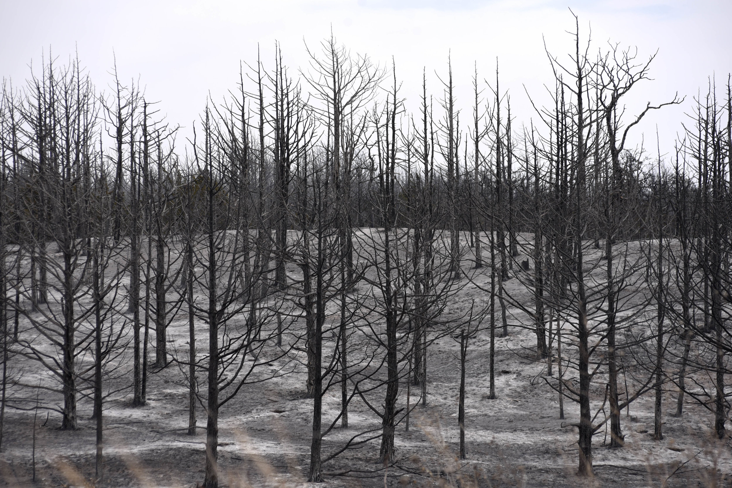  A grove of trees that was destroyed by the Rhea fire near Taloga, Oklahoma, U.S. April 17, 2018. REUTERS/Nick Oxford 