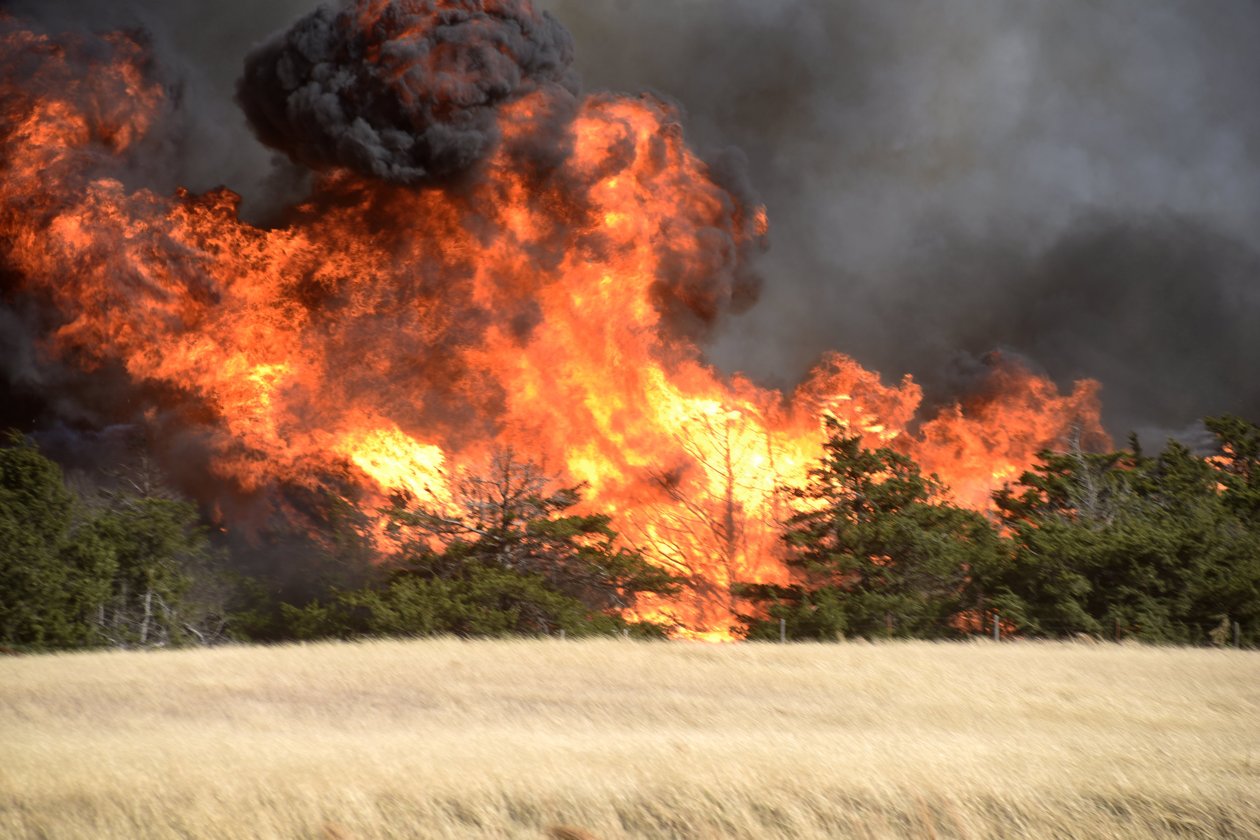  The Rhea fire burns through a grove of red cedar trees near Seiling, Oklahoma, U.S. April 17, 2018. REUTERS/Nick Oxford 