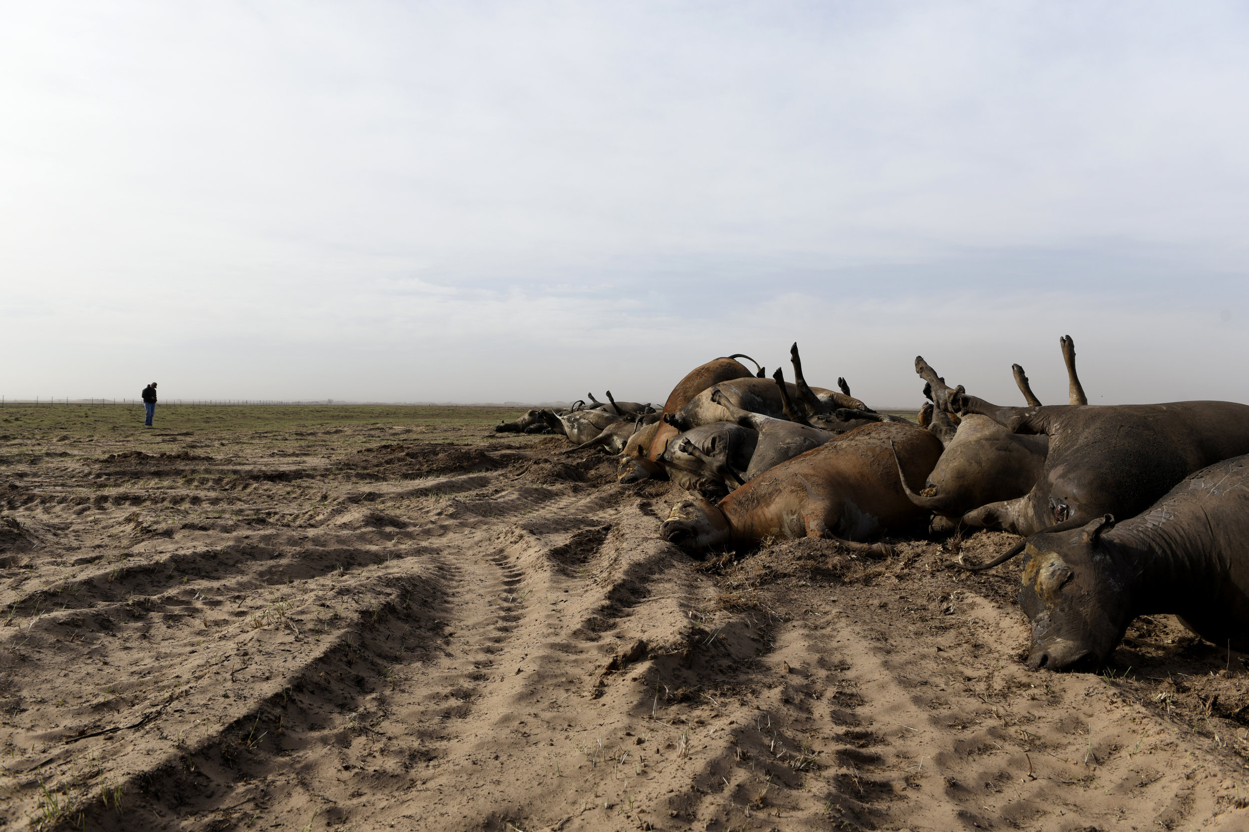  Garth Gardiner stands in the distance near a row of dead cattle waiting to be buried on his ranch outside of Ashland Kansas. Gardiner lost nearly 500 cattle after wildfires swept through parts of Kansas, Texas and Oklahoma last week. Nick Oxford for