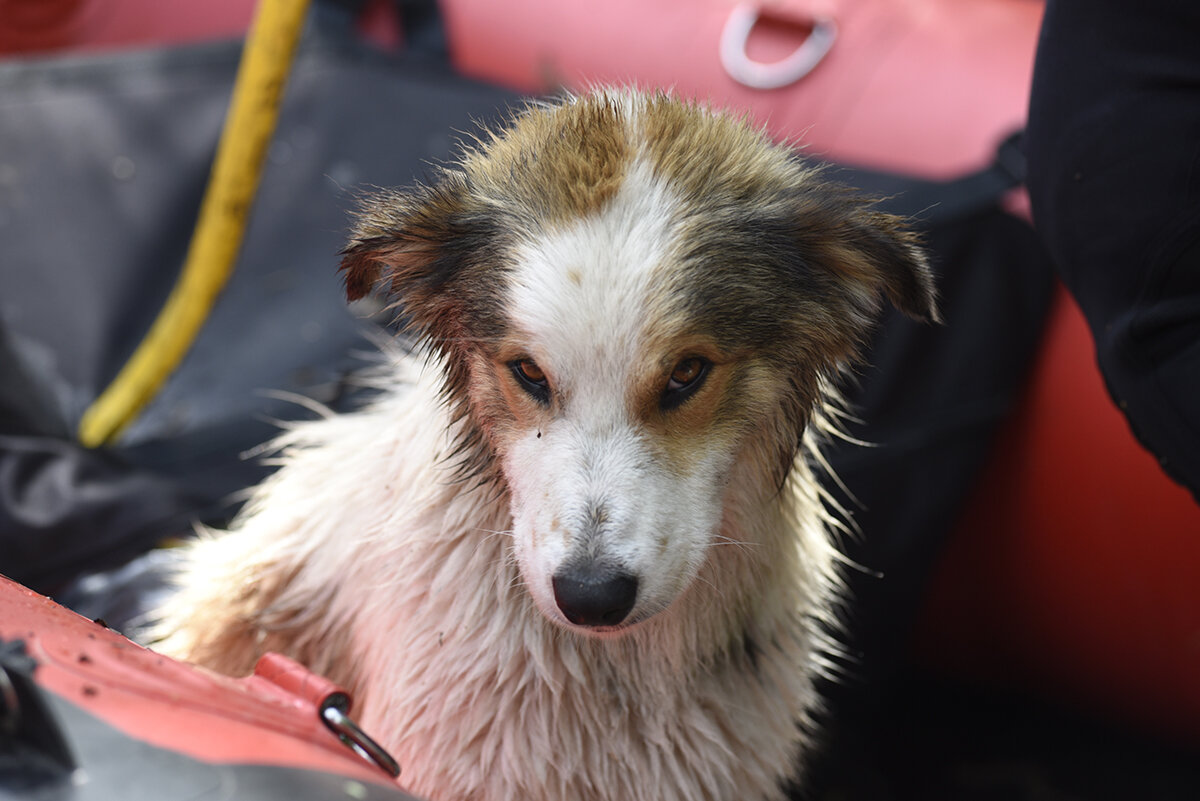  A dog that was rescued from floodwaters in Webber's Falls, Oklahoma. Nick Oxford for The New York Times 