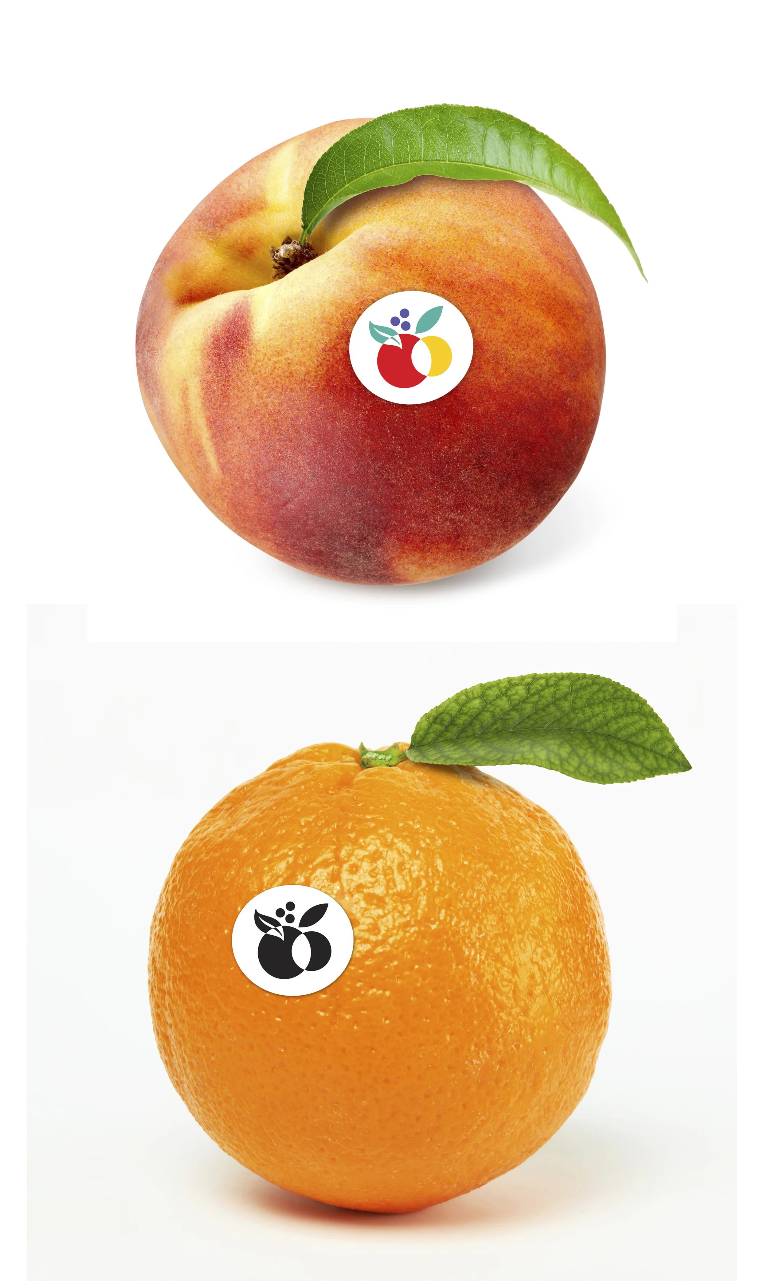 Orange & Peach with stickers.jpg