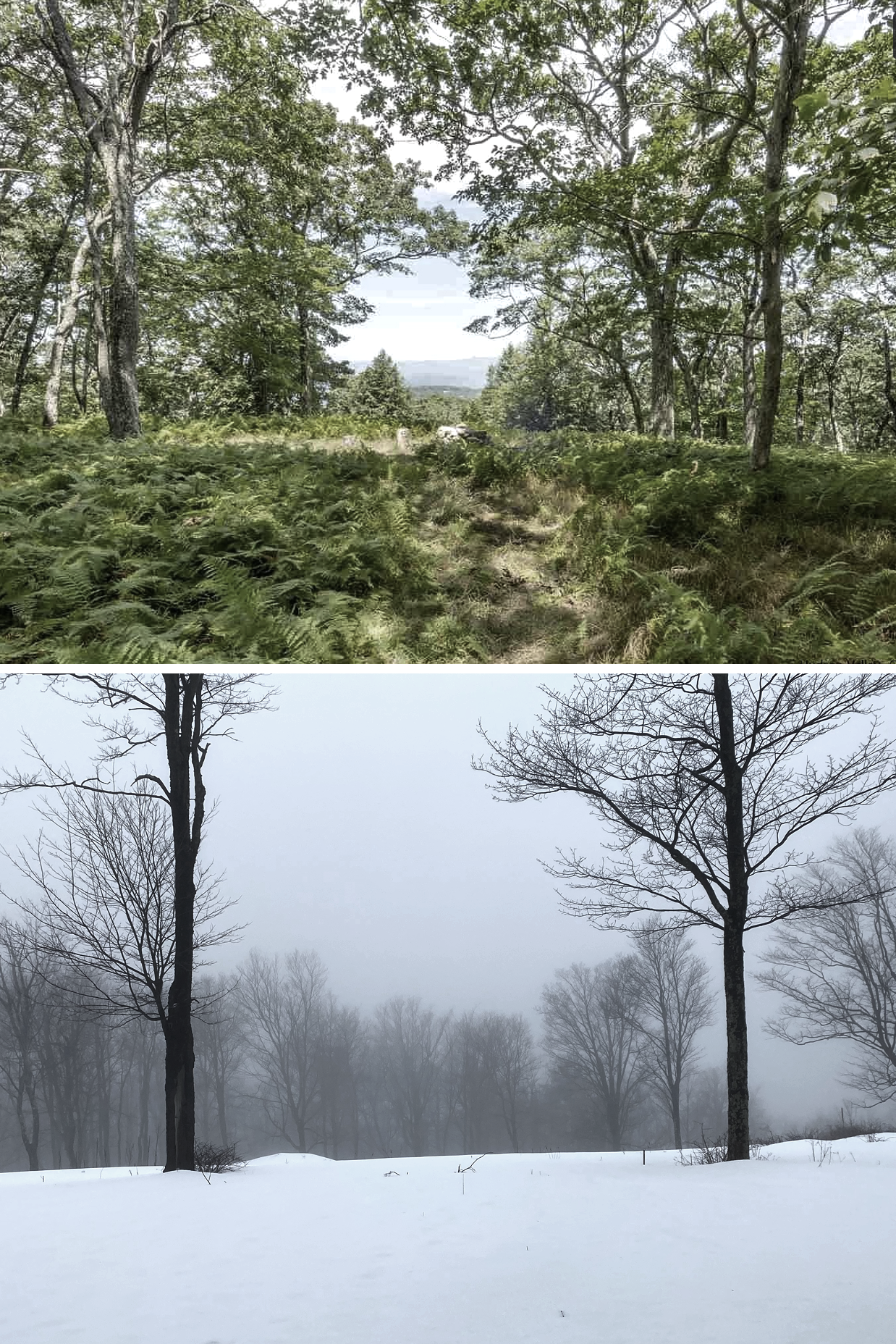 SITEVIEW.png