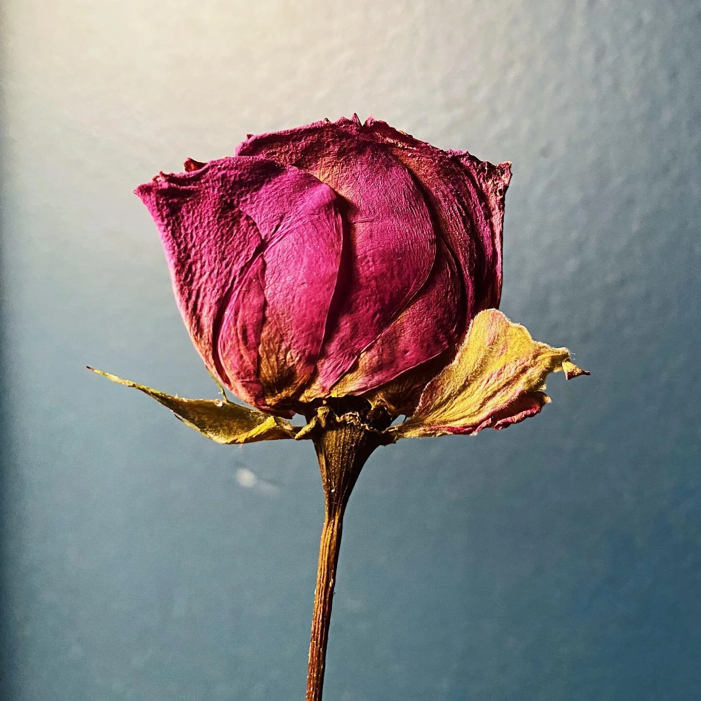 perfectly pressed #sprayrose 🥀 .
.
.
.
.
.
.
.
.
#pressedflowers #pressedflowersart #PressedFlowersJewelry #driedflower #driedflower #driedflowerbouquet #driedflowercrown #driedflowerartist #driedflowerwreath #driedflowernecklace #driedflowersinresi