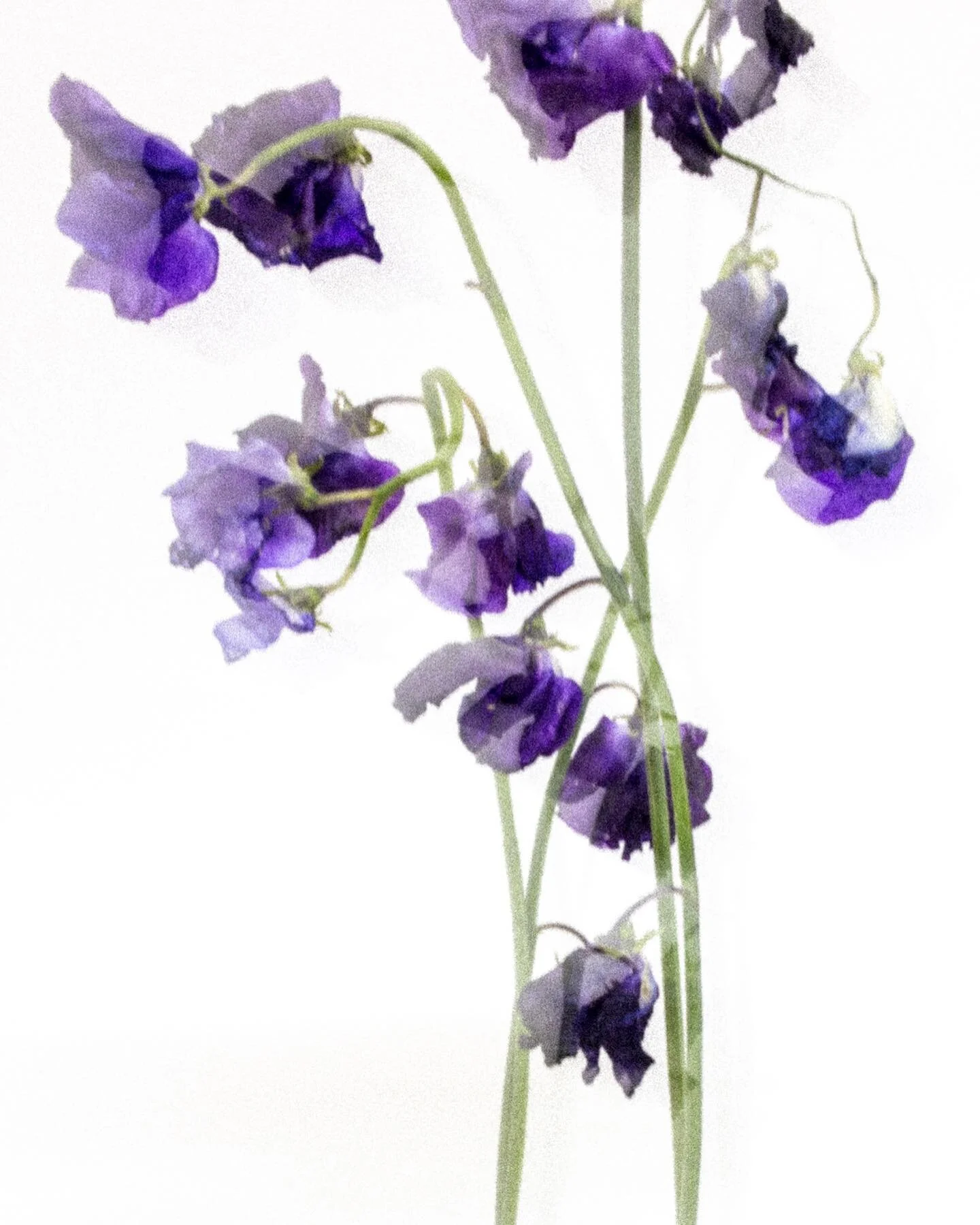 getting back at it 📷 with sweet peas 💫
.
.
.
.
.
#preservedflowers #flowersrrangement #bouqet #driedflowers #driedflorals #sweetpea #favoriteflower #flowerphotography #flowerlovers #flowerstagram #instaflower #flowerstilllife #inspirewithblooms #fl