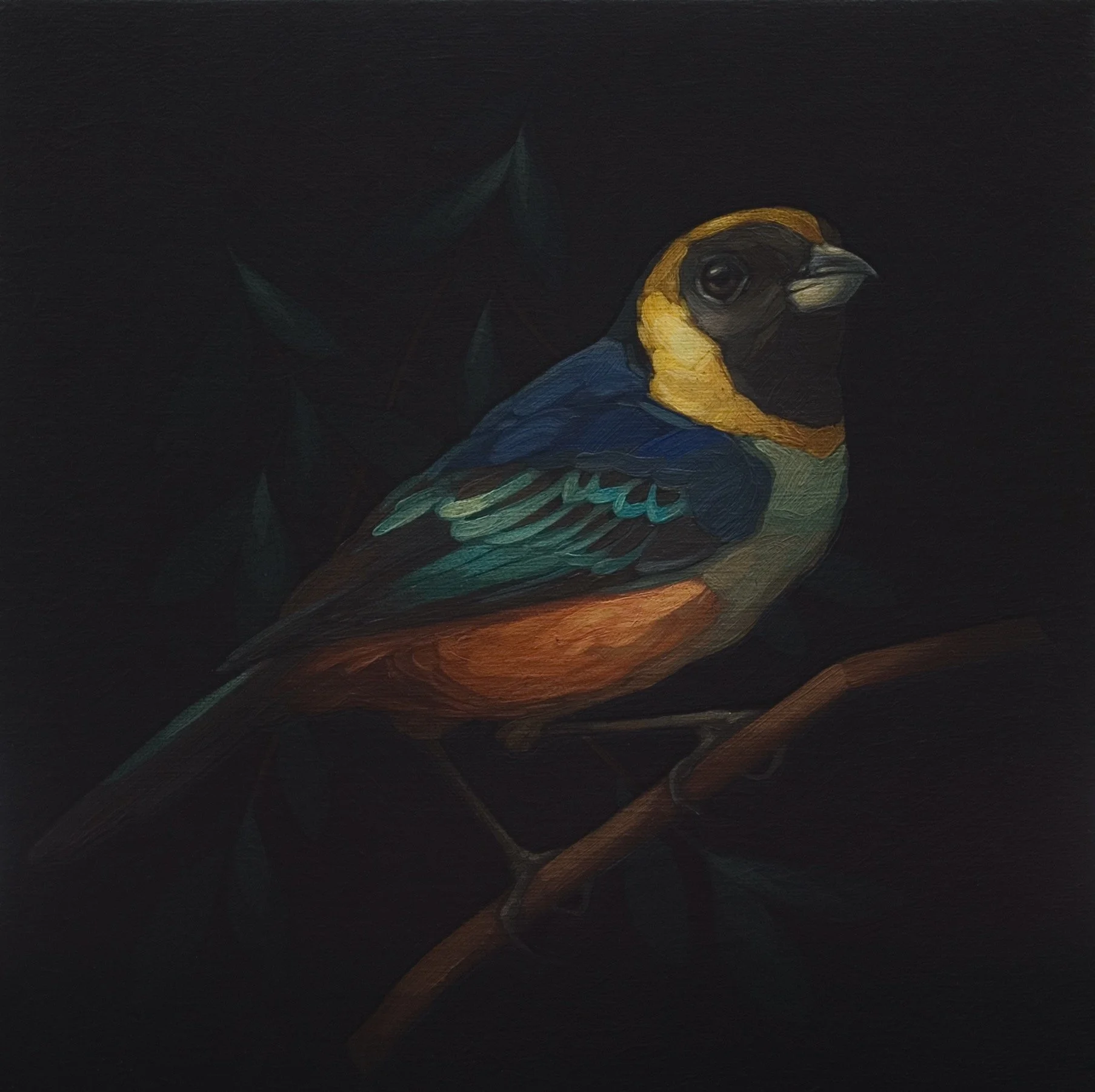 Darrell-Underschultz-bird-paintings-Golden-Collared-Tanager.jpeg