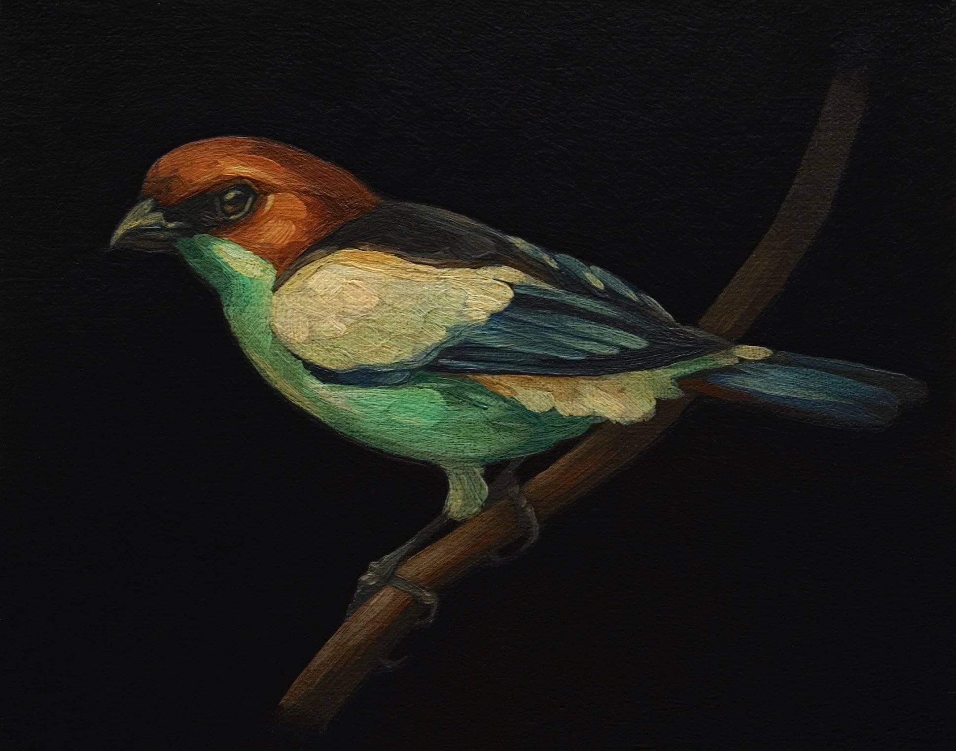 Darrell-Underschultz-bird-paintings-Black-Backed-Tanager.jpeg