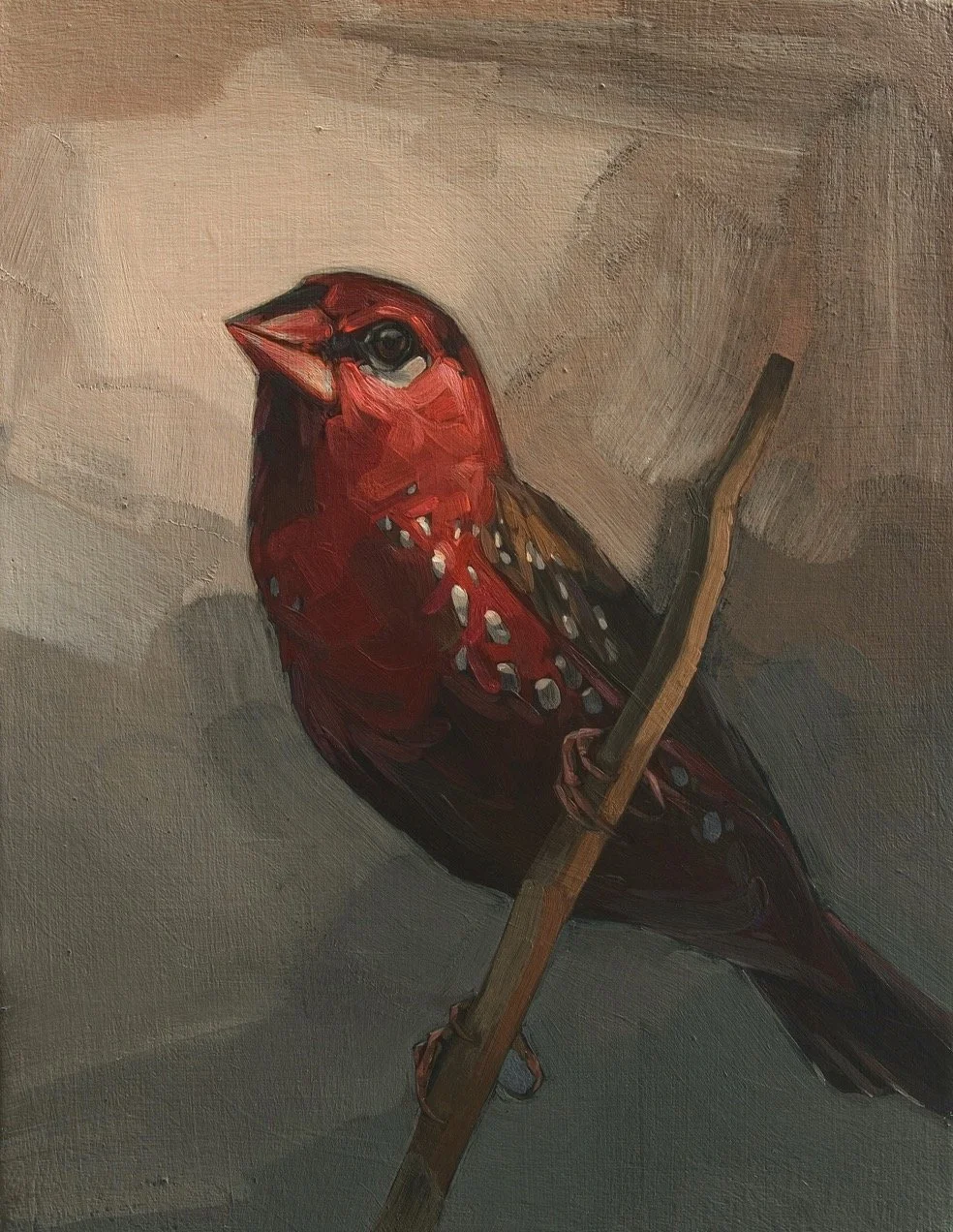 Darrell-Underschultz-bird-paintings-Strawberry-Finch.jpeg
