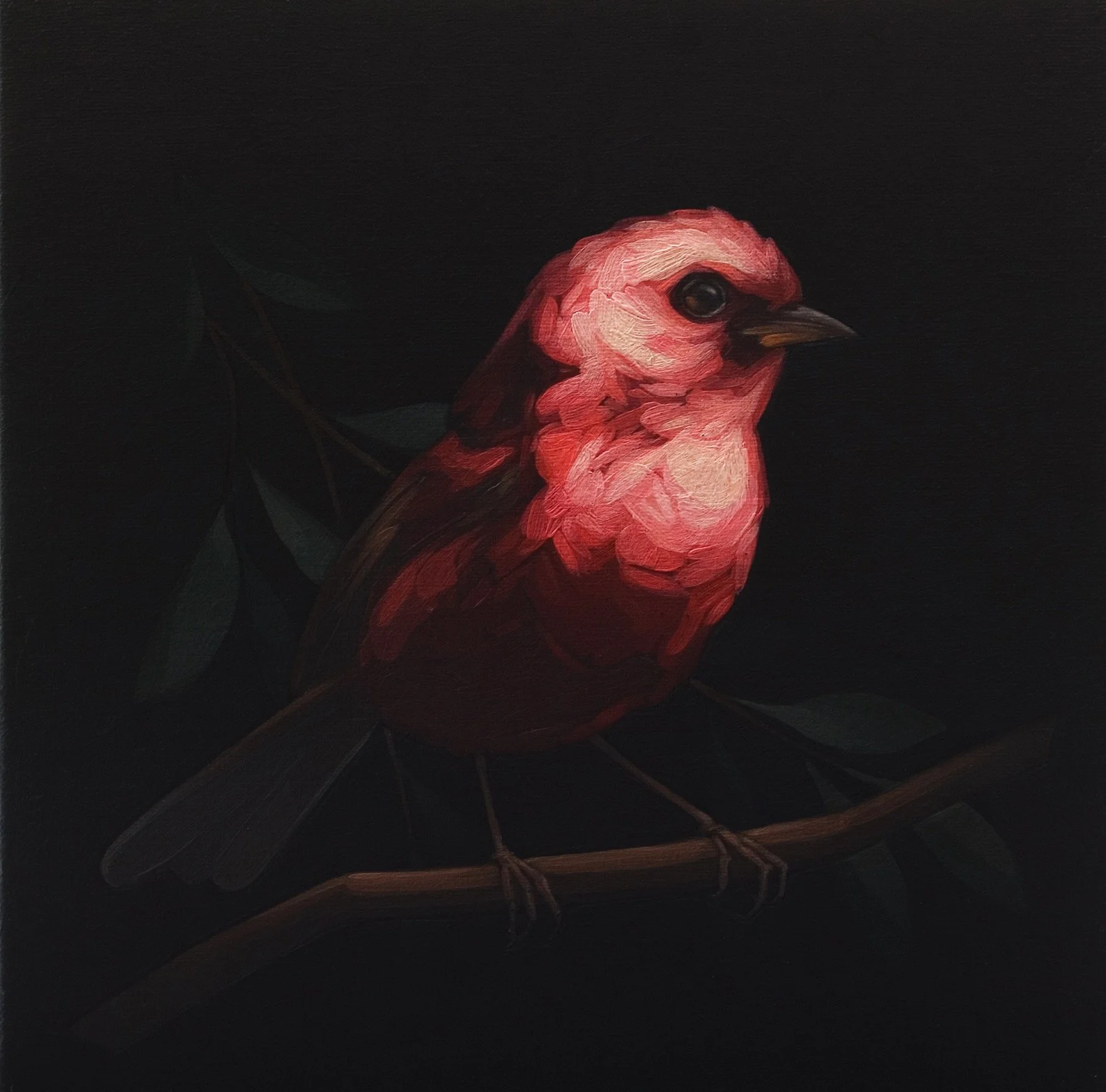 Darrell-Underschultz-bird-paintings-Pink-Headed-Warbler-no.3.jpeg