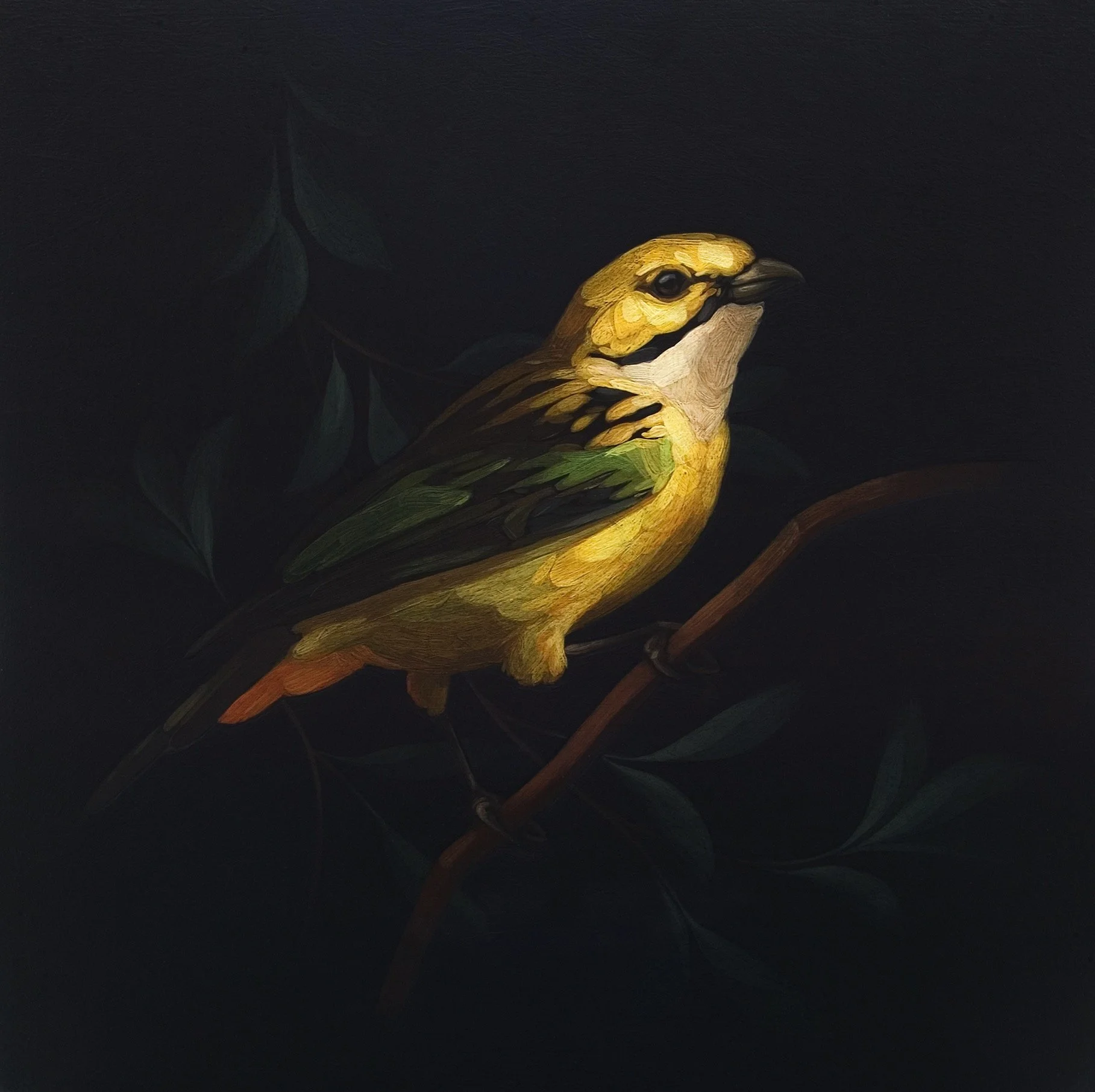 Darrell-Underschultz-bird-paintings-Silver-Throated-Tanager.jpeg