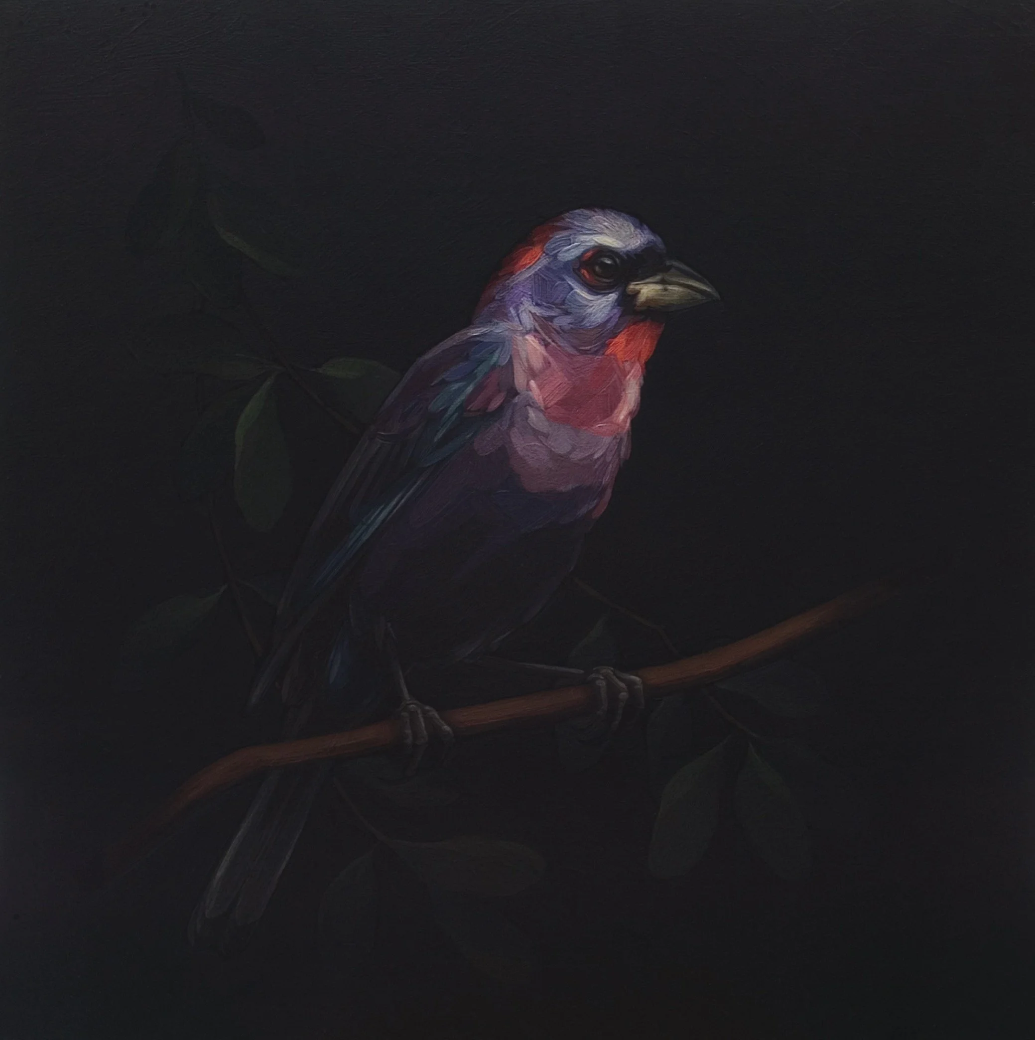 Darrell-Underschultz-bird-paintings-Varied-Bunting.jpeg