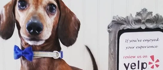 winstonyelp (2).jpg