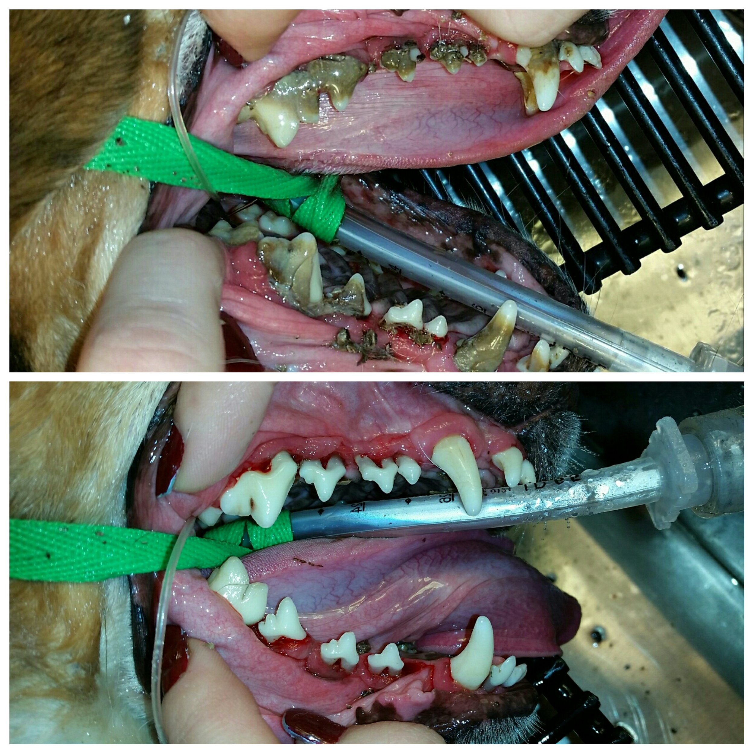 low income dog teeth cleaning