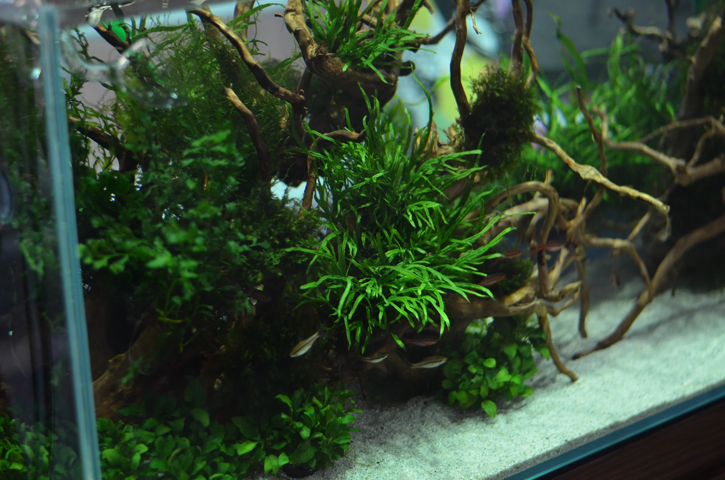 natural freshwater aquarium
