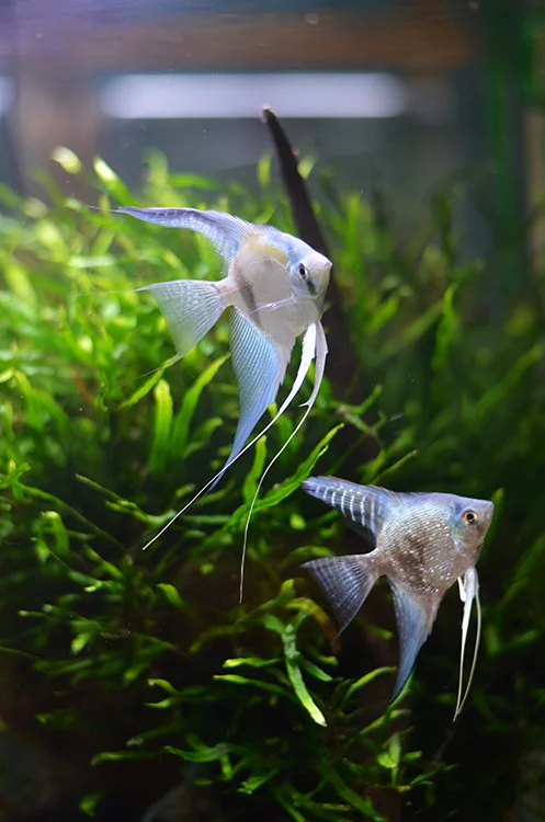 Aquarium Zen