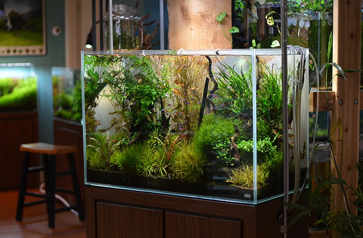 Aquarium Zen