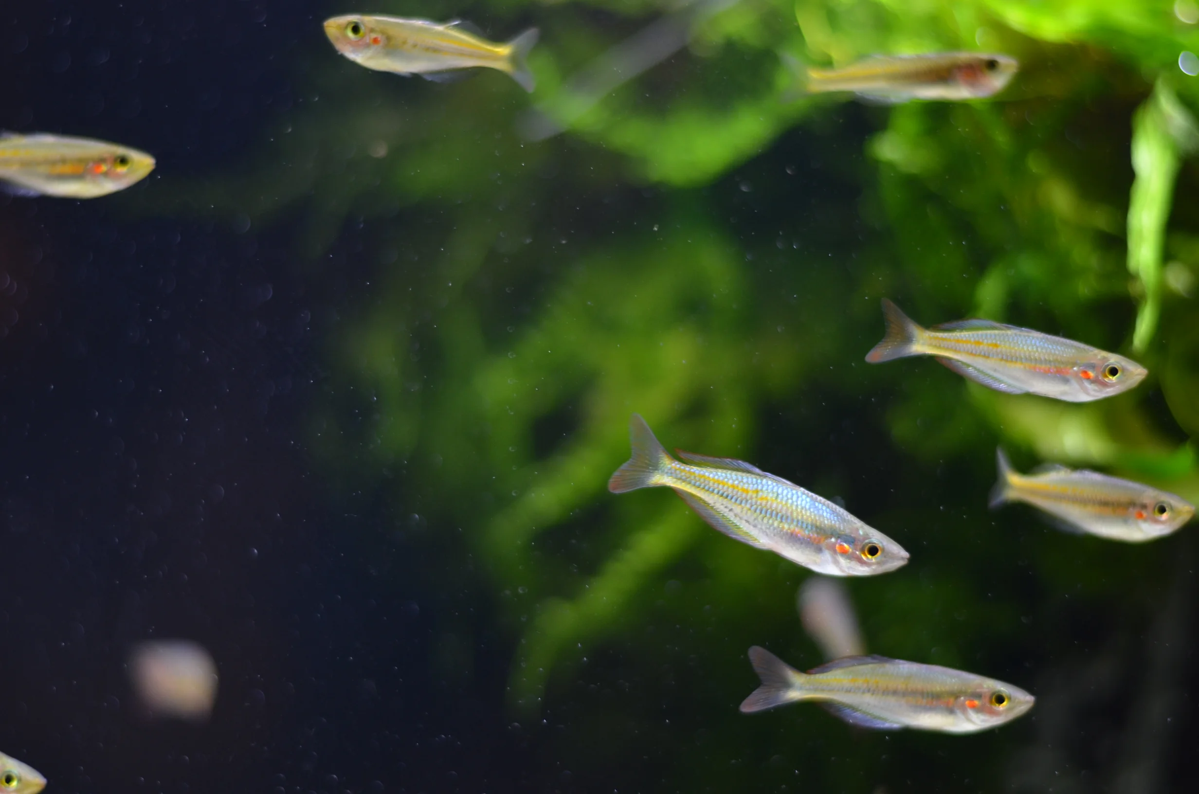 pet aquarium shop near me