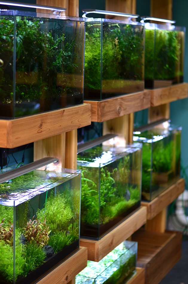 freshwater aquarium supplies near me