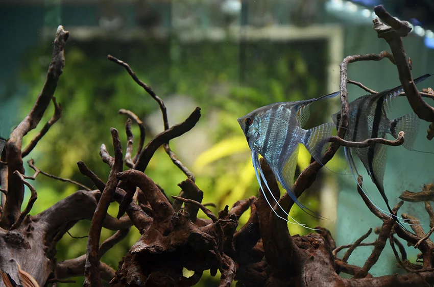 Aquarium Zen