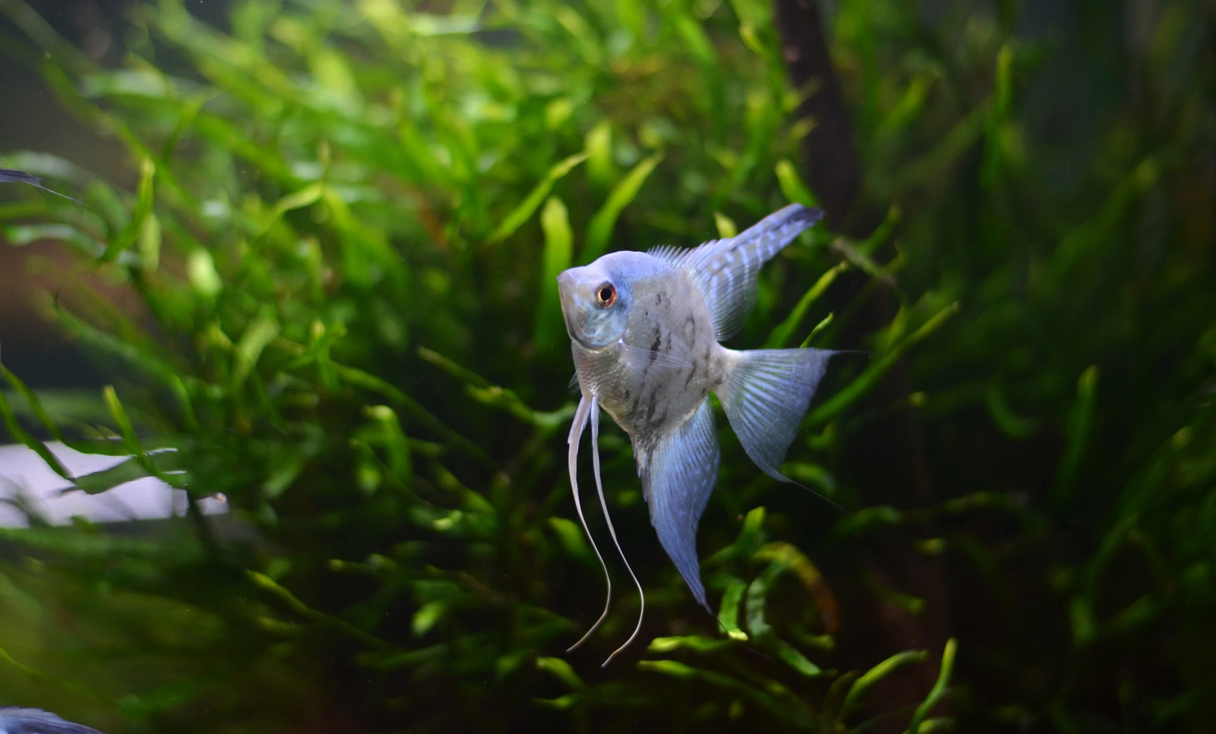 atze's pet supplies & aquariums