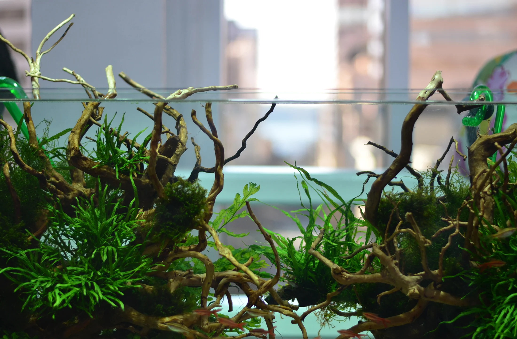 Services — Aquarium Zen