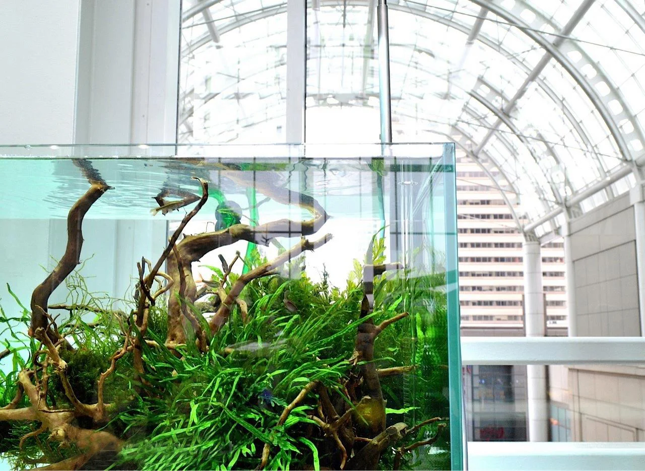 Services — Aquarium Zen