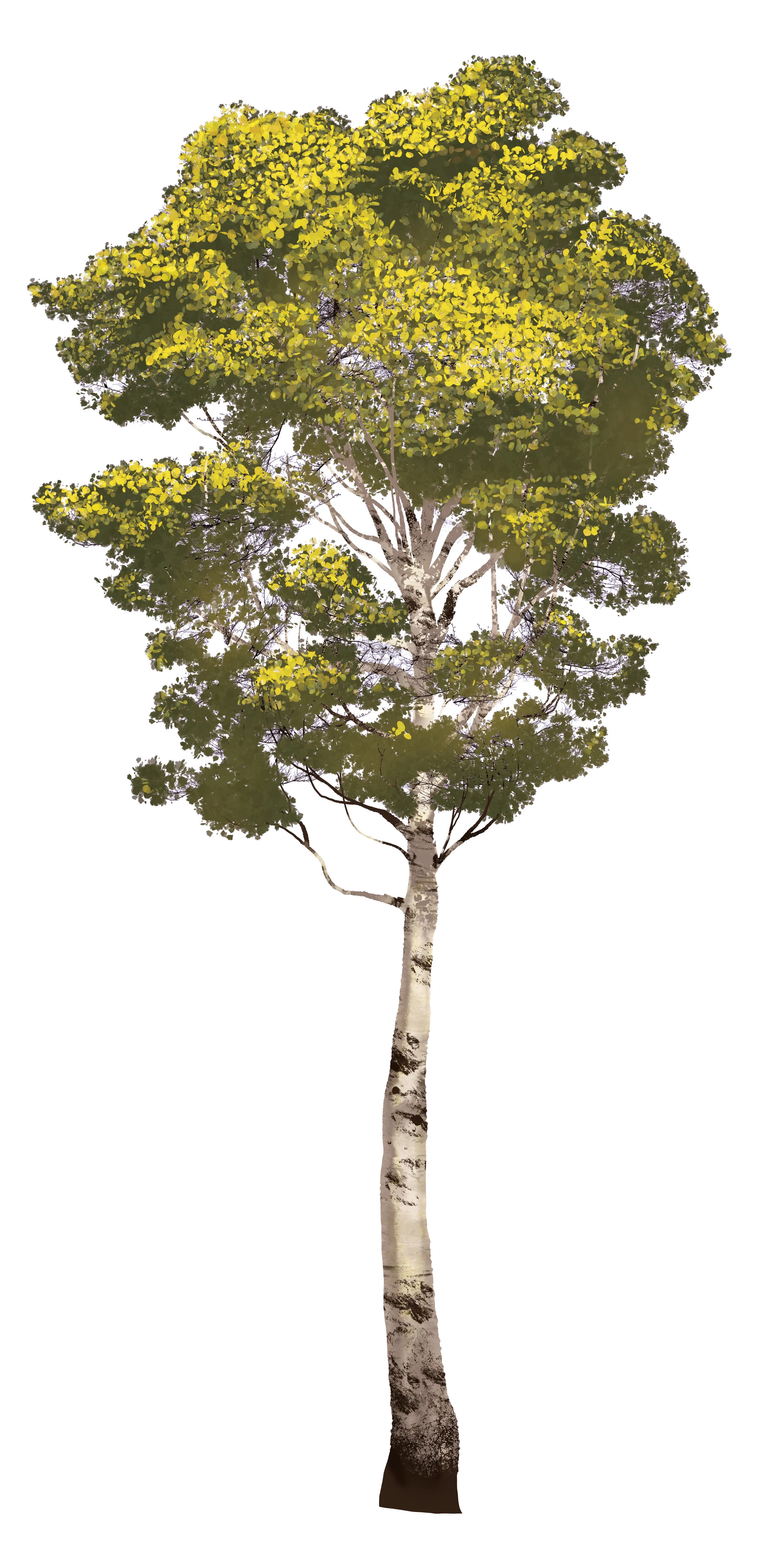 Aspen_1.jpg