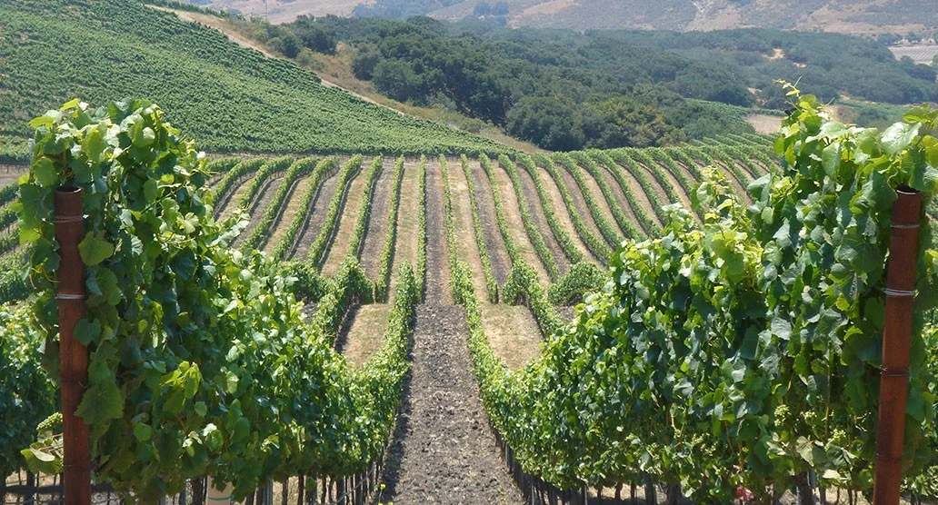 VIP Wine Tasting Weekend