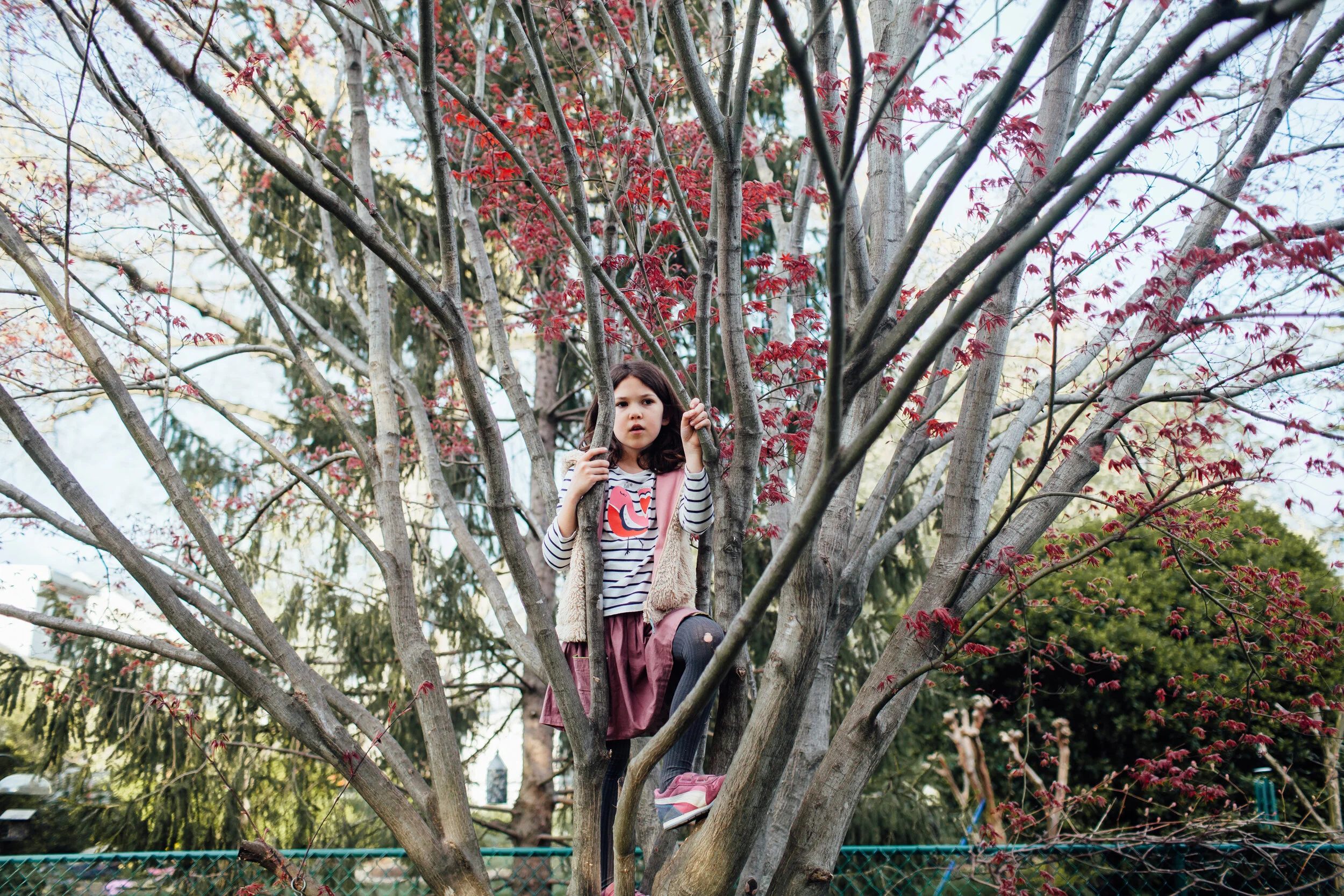 girl climbing in a tree.jpg