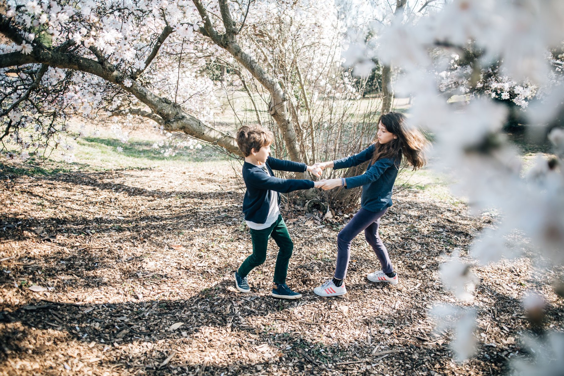 Cherry blossom DC_2.jpg