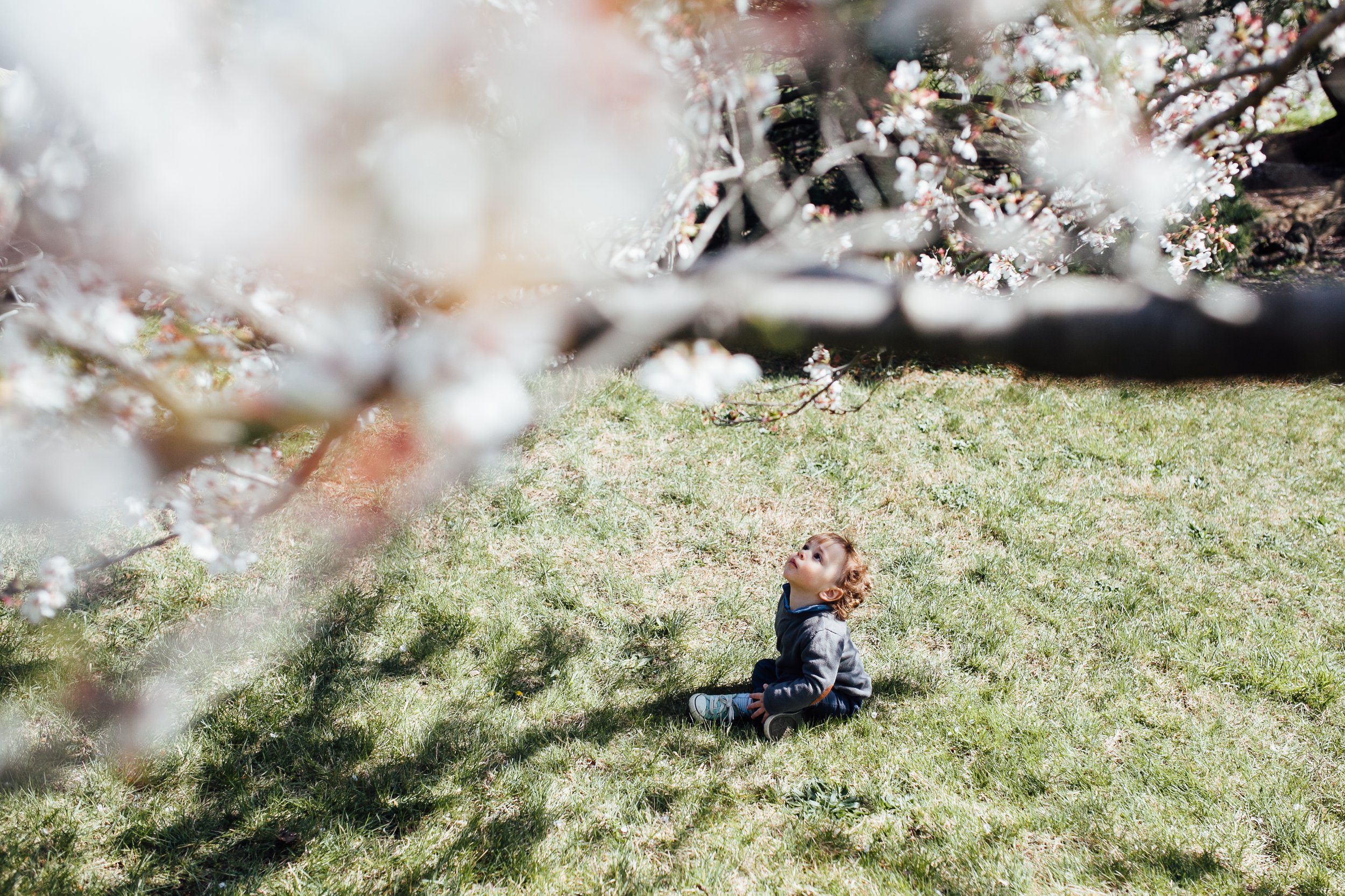 2016-03-30 arboretum cherry blossoms-36.jpg
