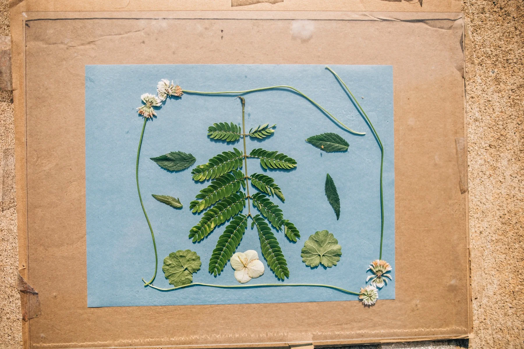 how to make a cyanotype_11.jpg